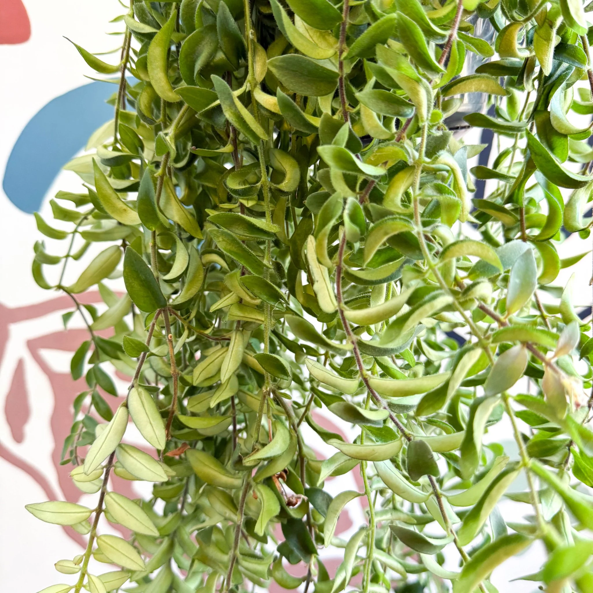 Aeschynanthus 'Twister' - Lipstick Plant - Image 9