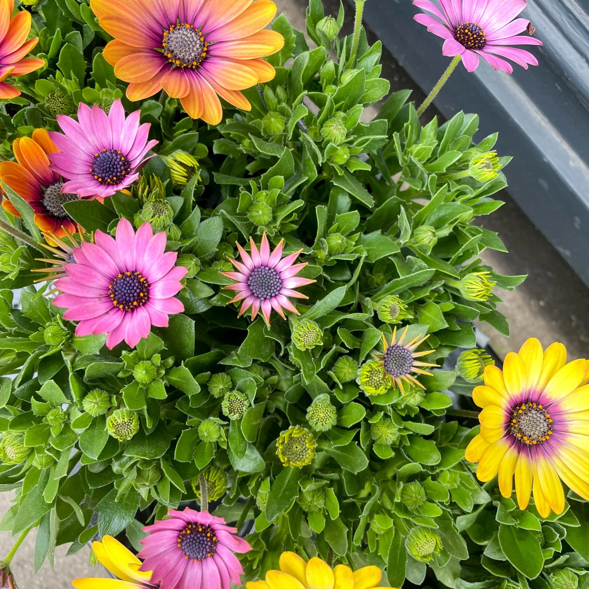 Osteospermum - Mixed Colours African Daisy