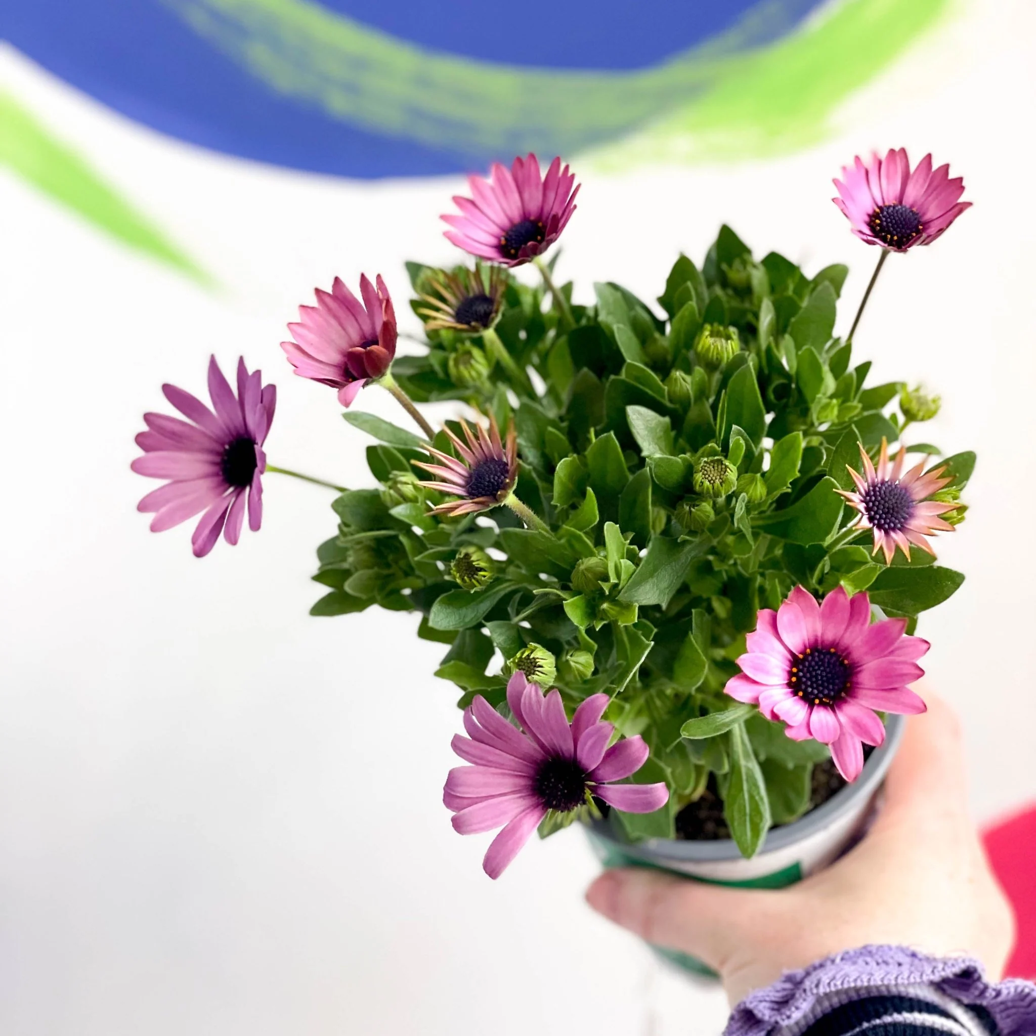 Osteospermum - Mixed Colours African Daisy - Image 2