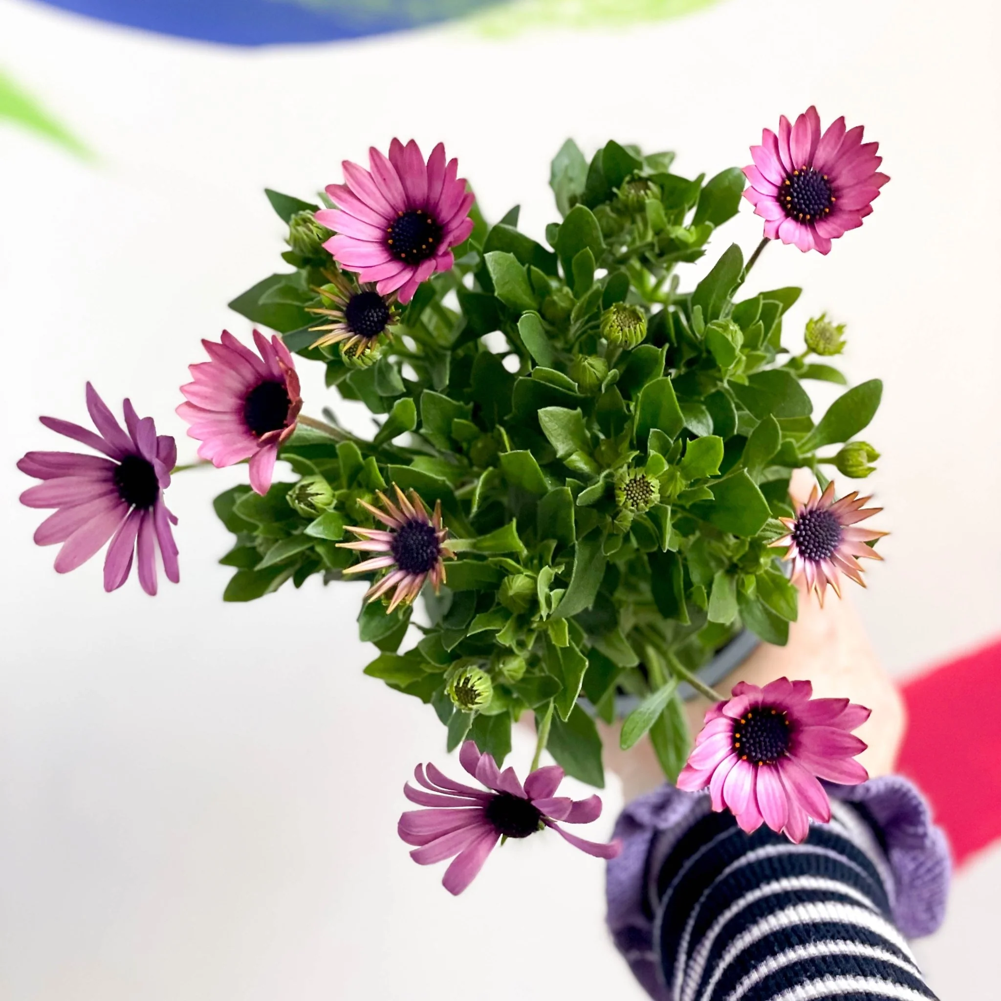 Osteospermum - Mixed Colours African Daisy - Image 3