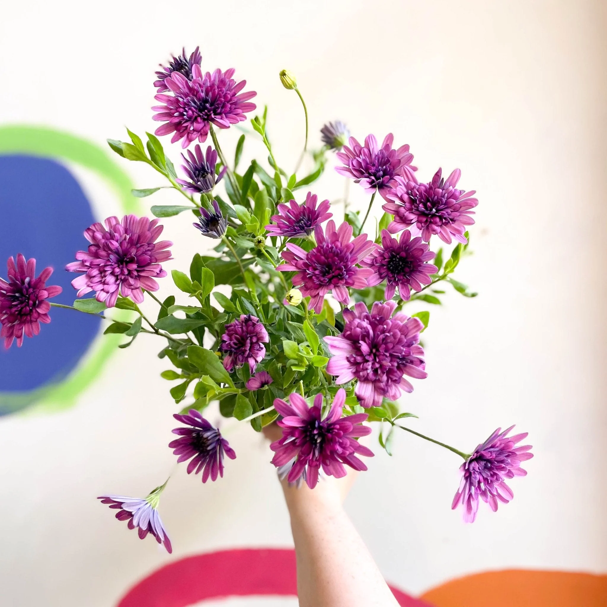 Osteospermum astra '3D Double Pink' - African Daisy - Image 2