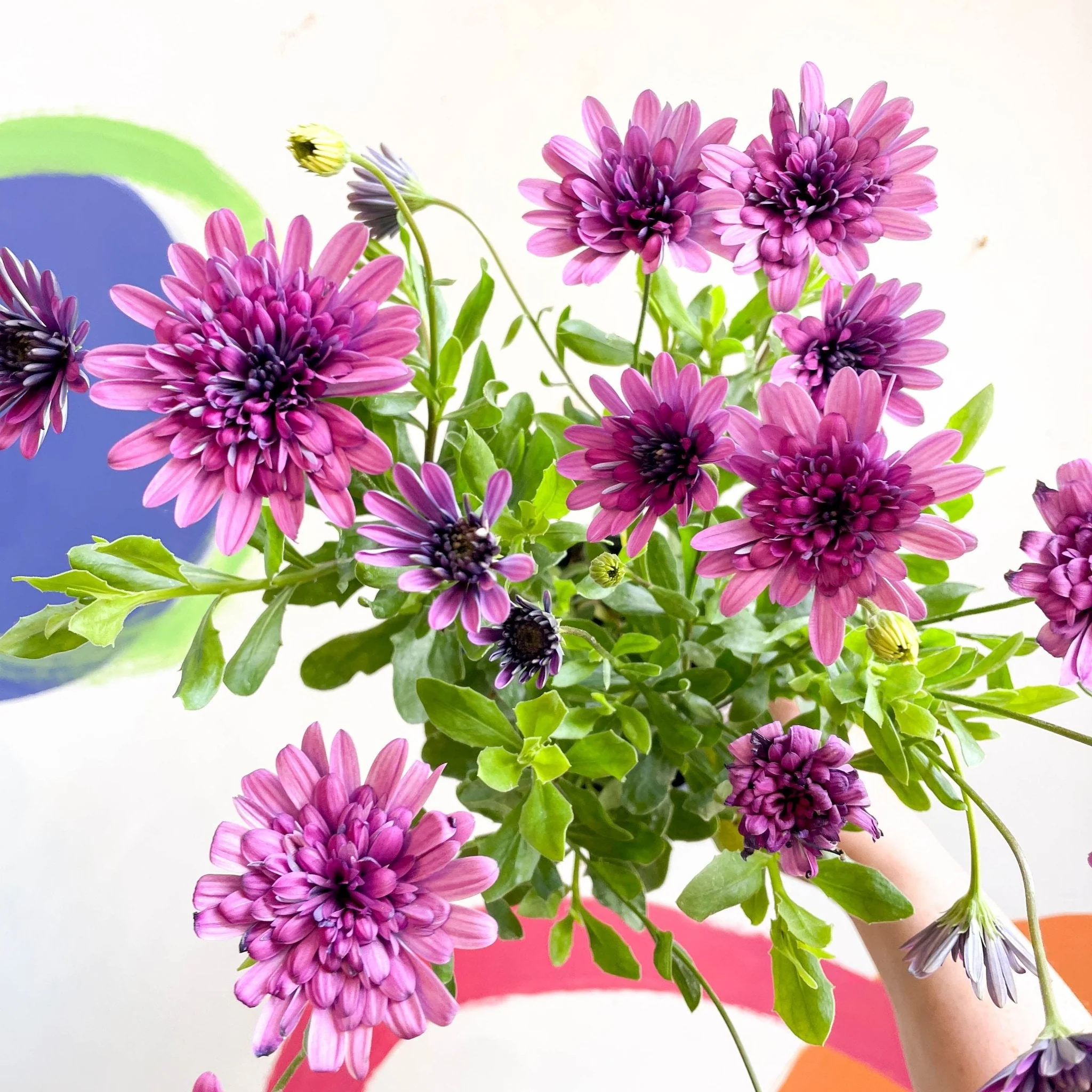 Osteospermum astra '3D Double Pink' - African Daisy - Image 3