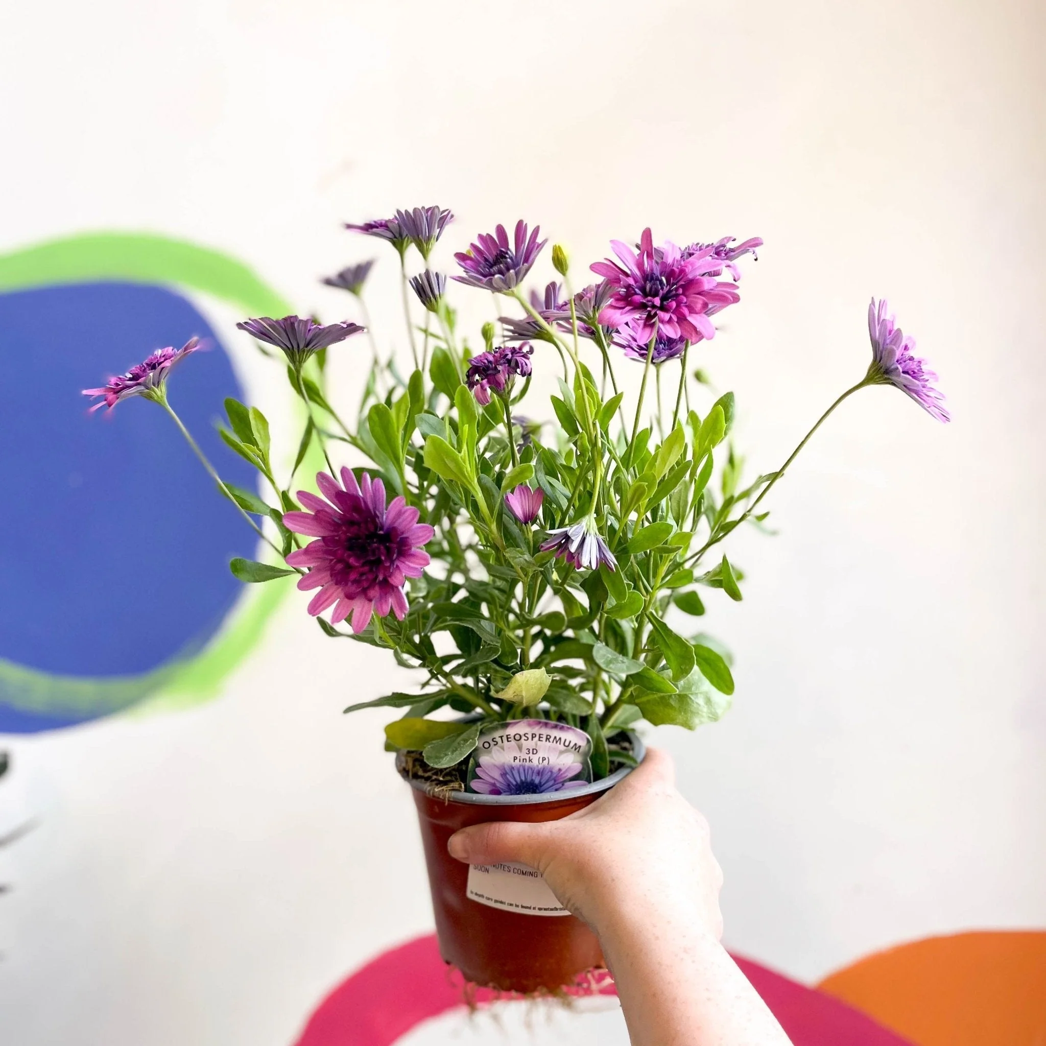 Osteospermum astra '3D Double Pink' - African Daisy - Image 4