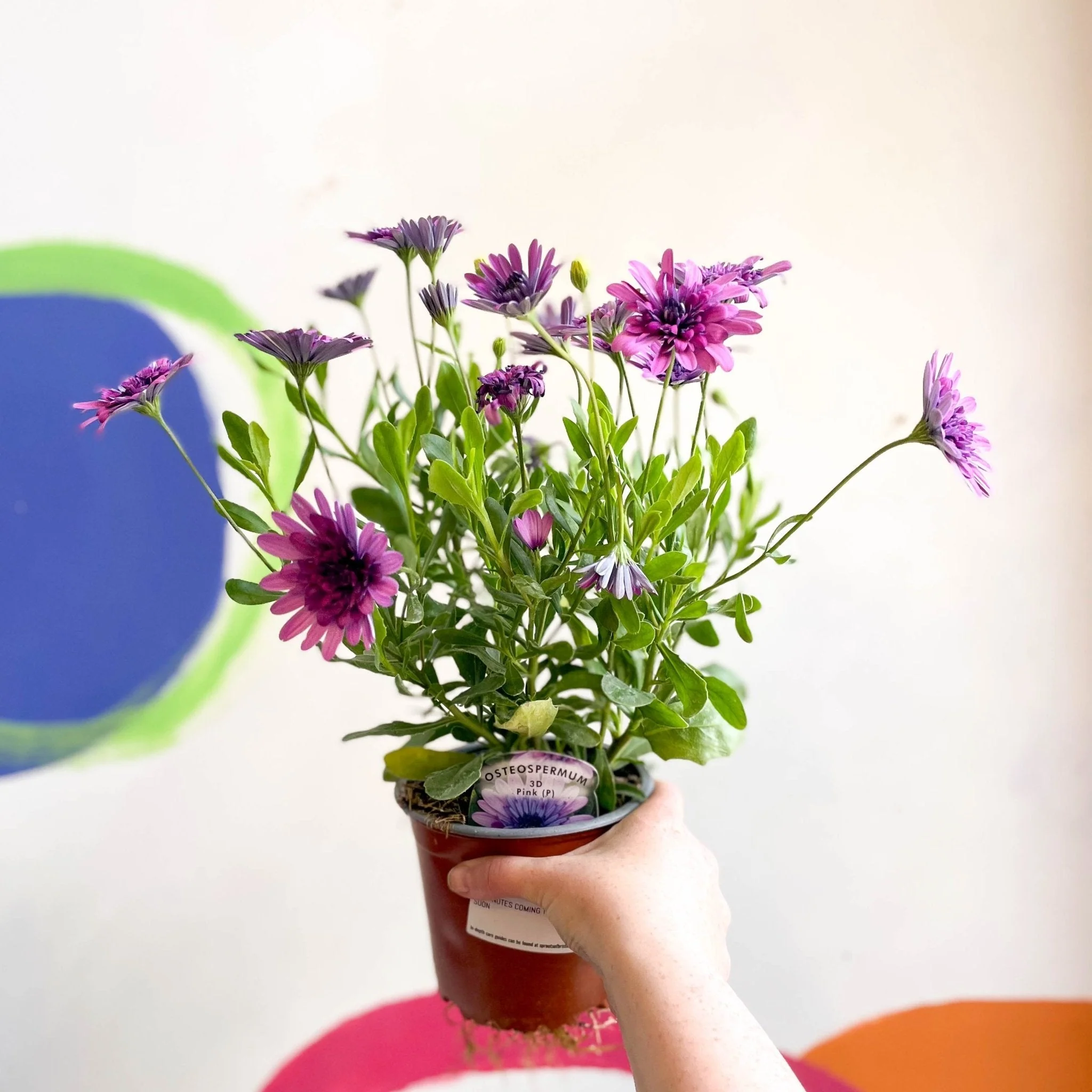 Osteospermum astra '3D Double Pink' - African Daisy - Image 6