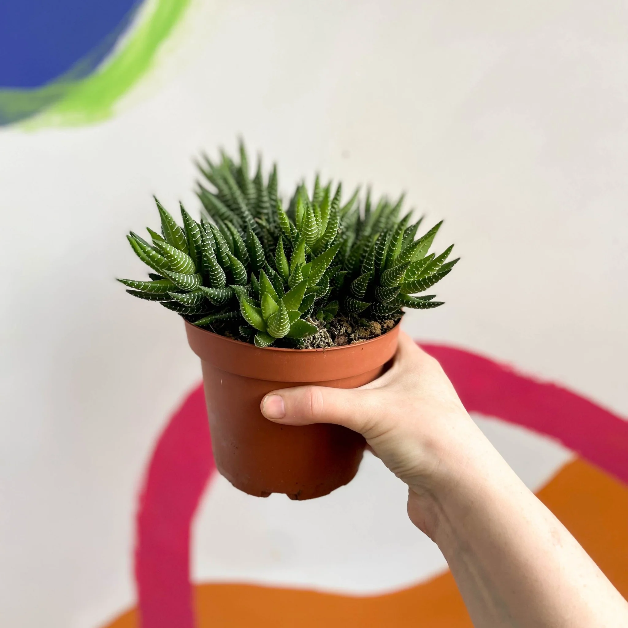 Haworthia reinwardtii - African Pearls - Image 2