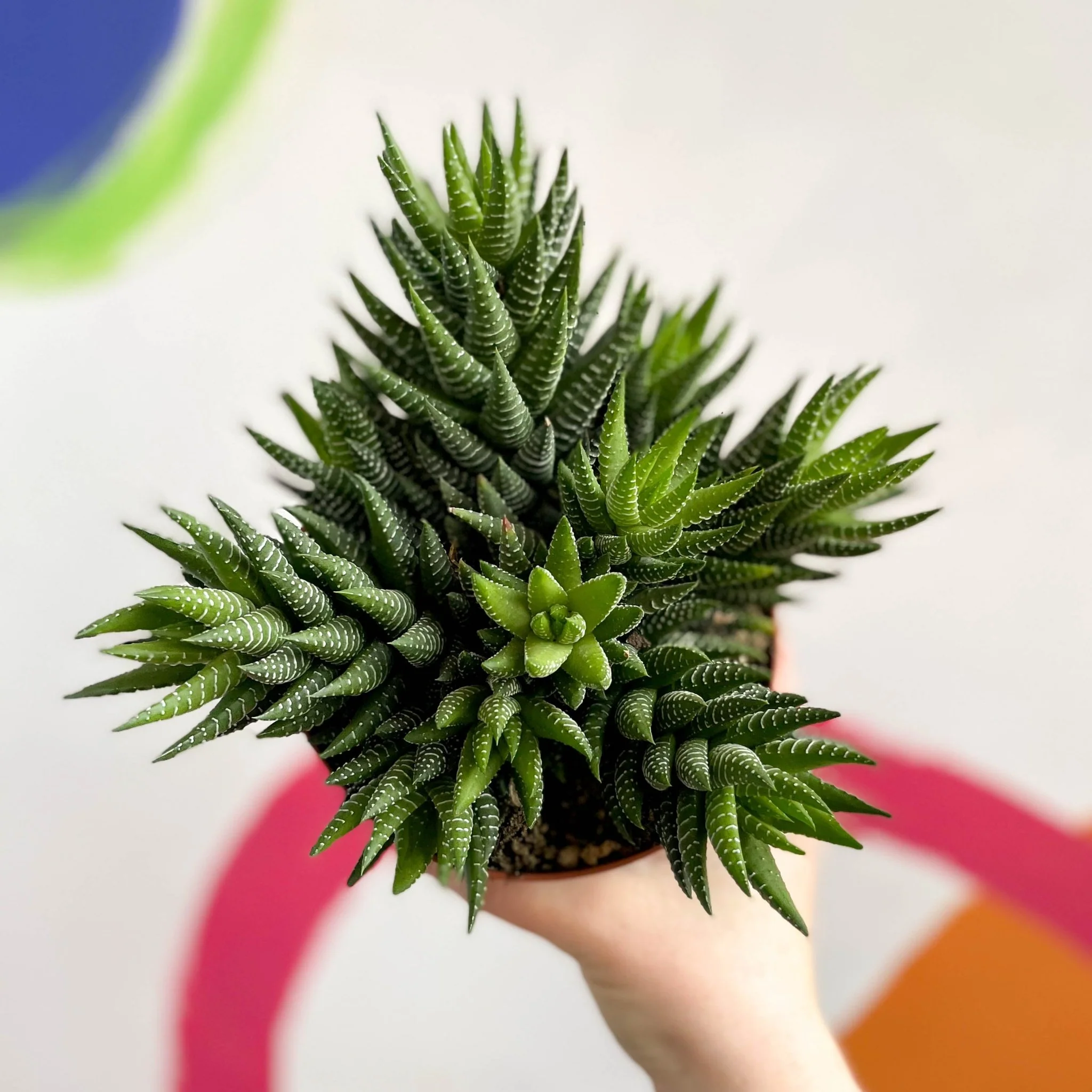 Haworthia reinwardtii - African Pearls - Image 3