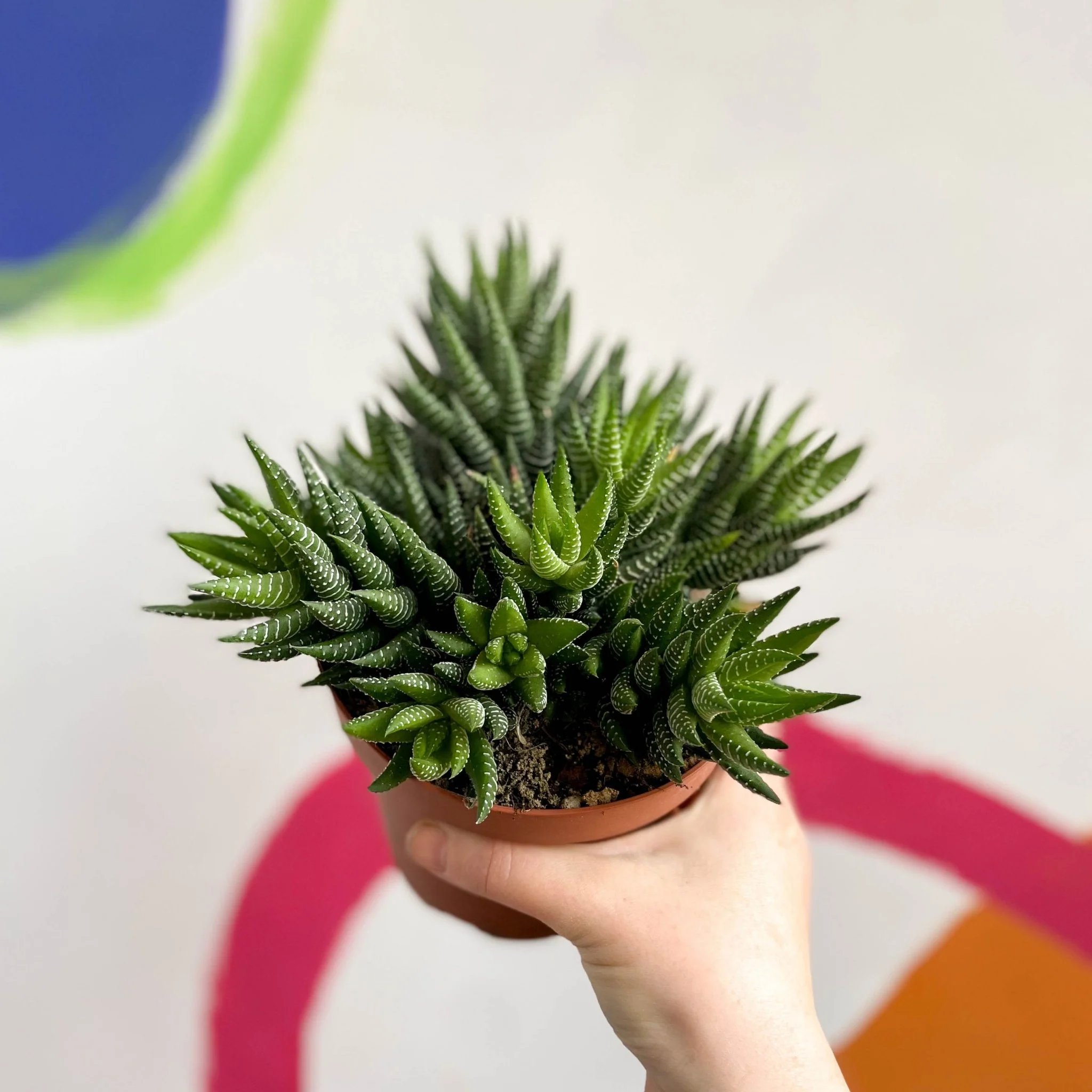 Haworthia reinwardtii - African Pearls - Image 4