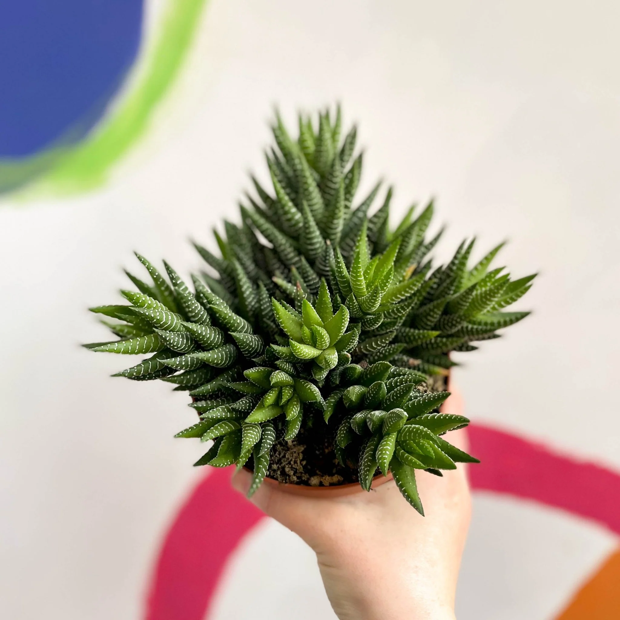 Haworthia reinwardtii - African Pearls - Image 5