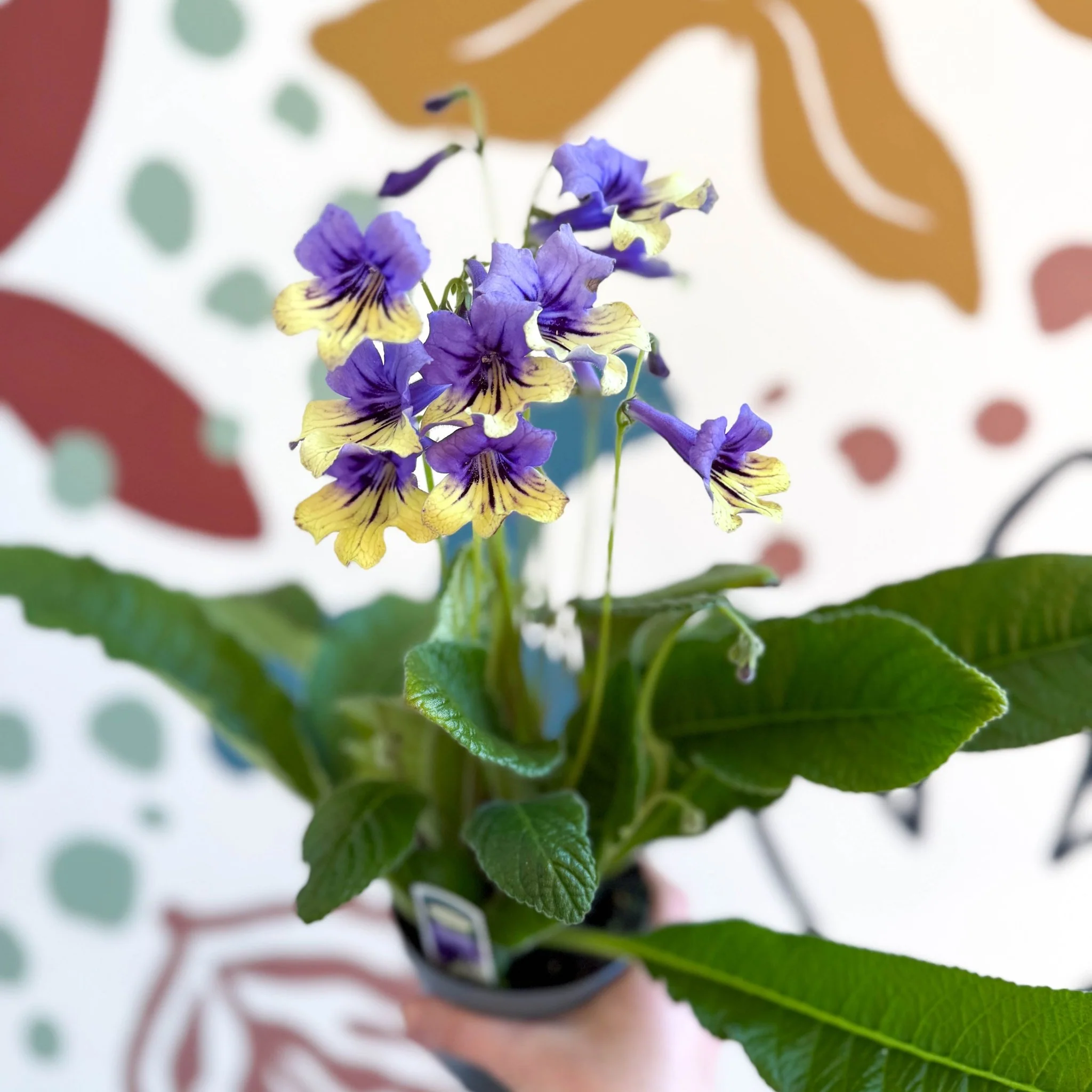 Streptocarpus ionantha 'Alexis' - Welsh Grown