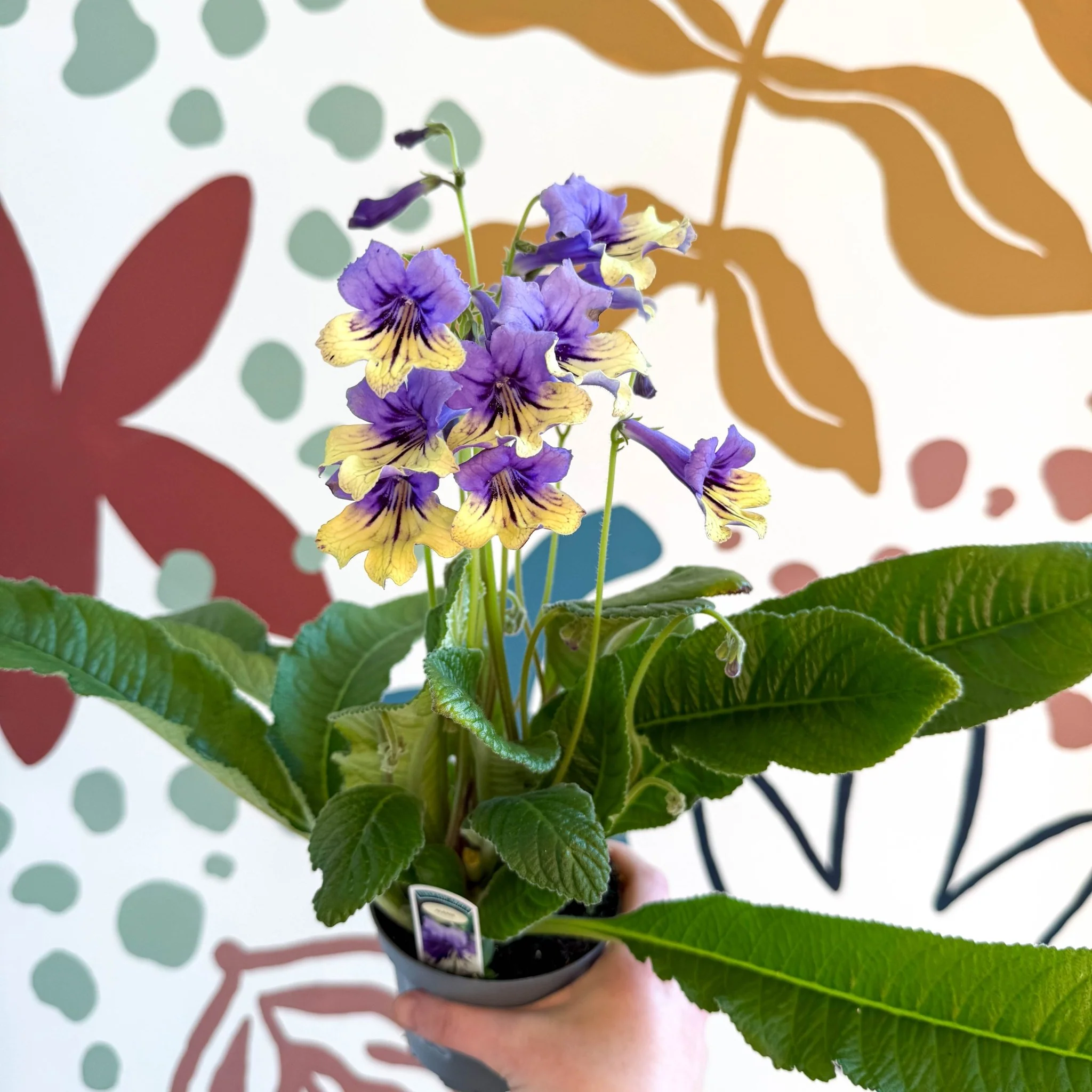 Streptocarpus ionantha 'Alexis' - Welsh Grown - Image 10