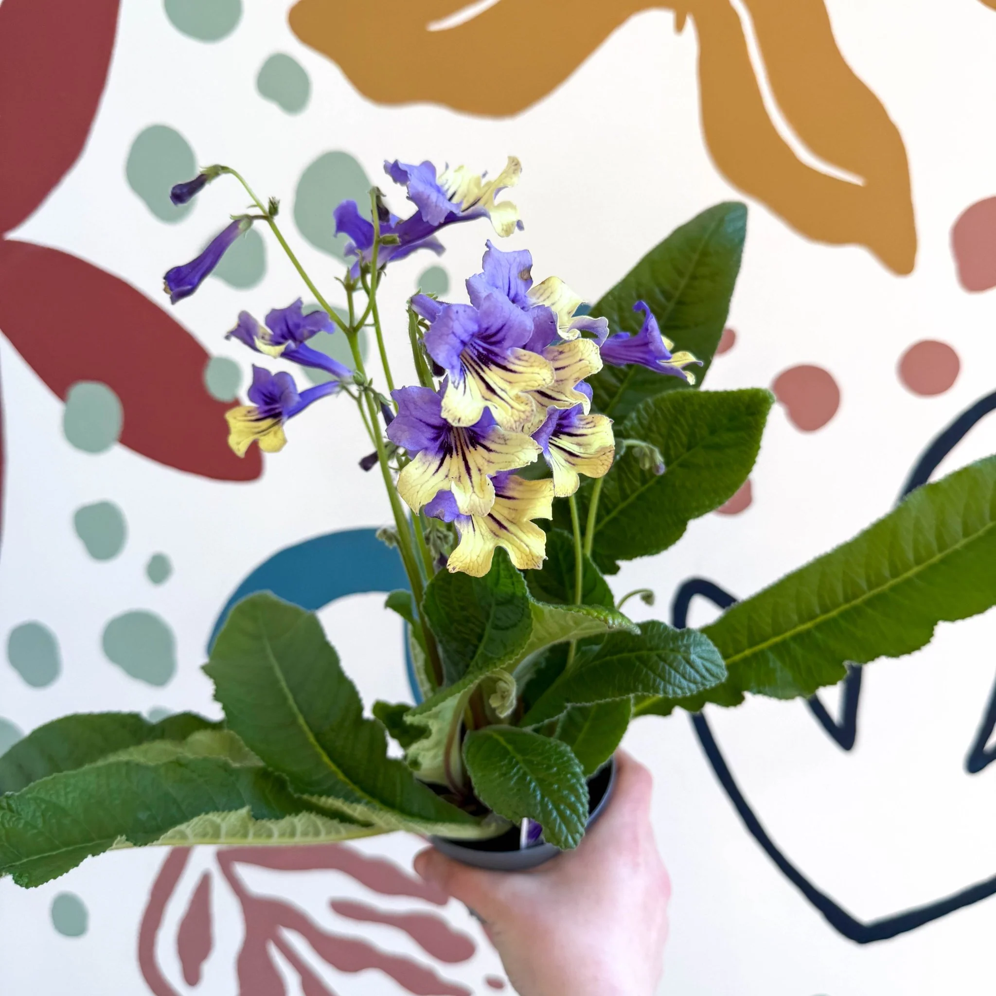 Streptocarpus ionantha 'Alexis' - Welsh Grown - Image 11