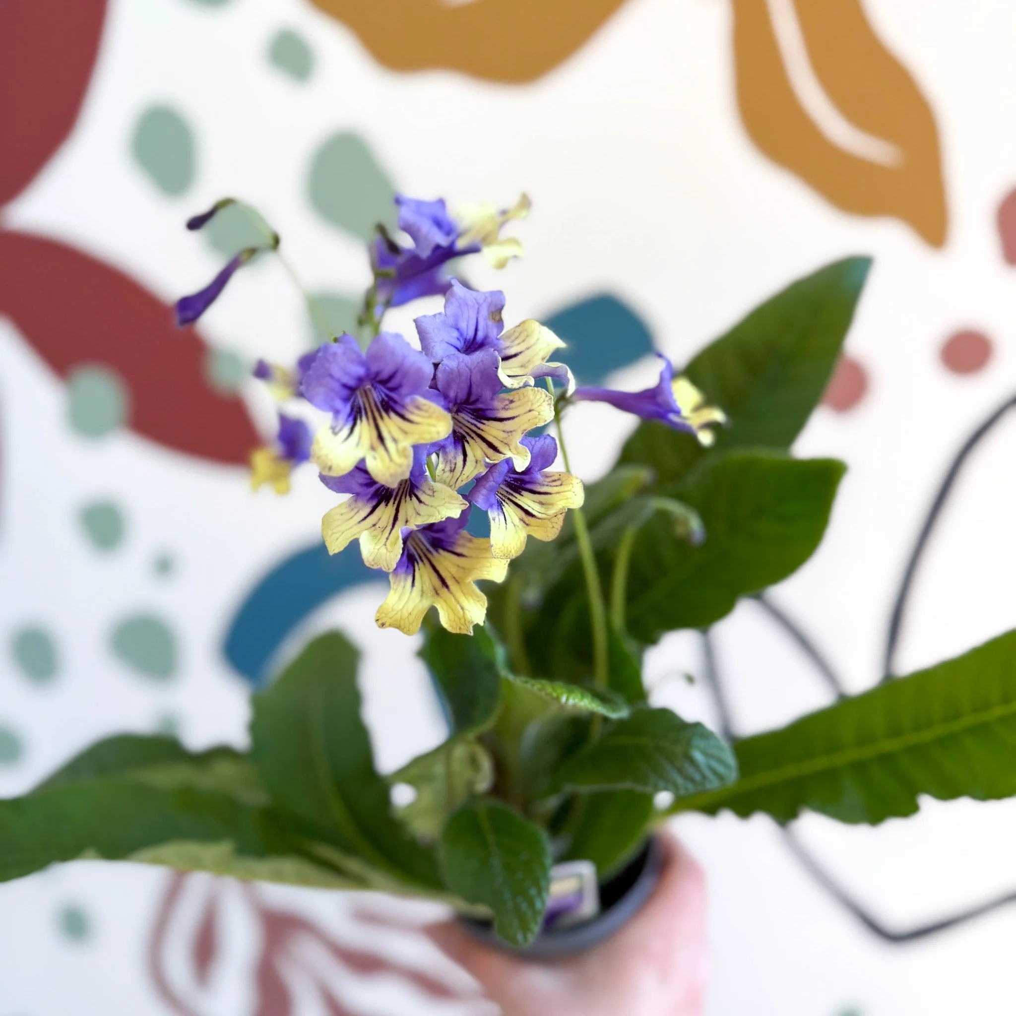 Streptocarpus ionantha 'Alexis' - Welsh Grown - Image 12