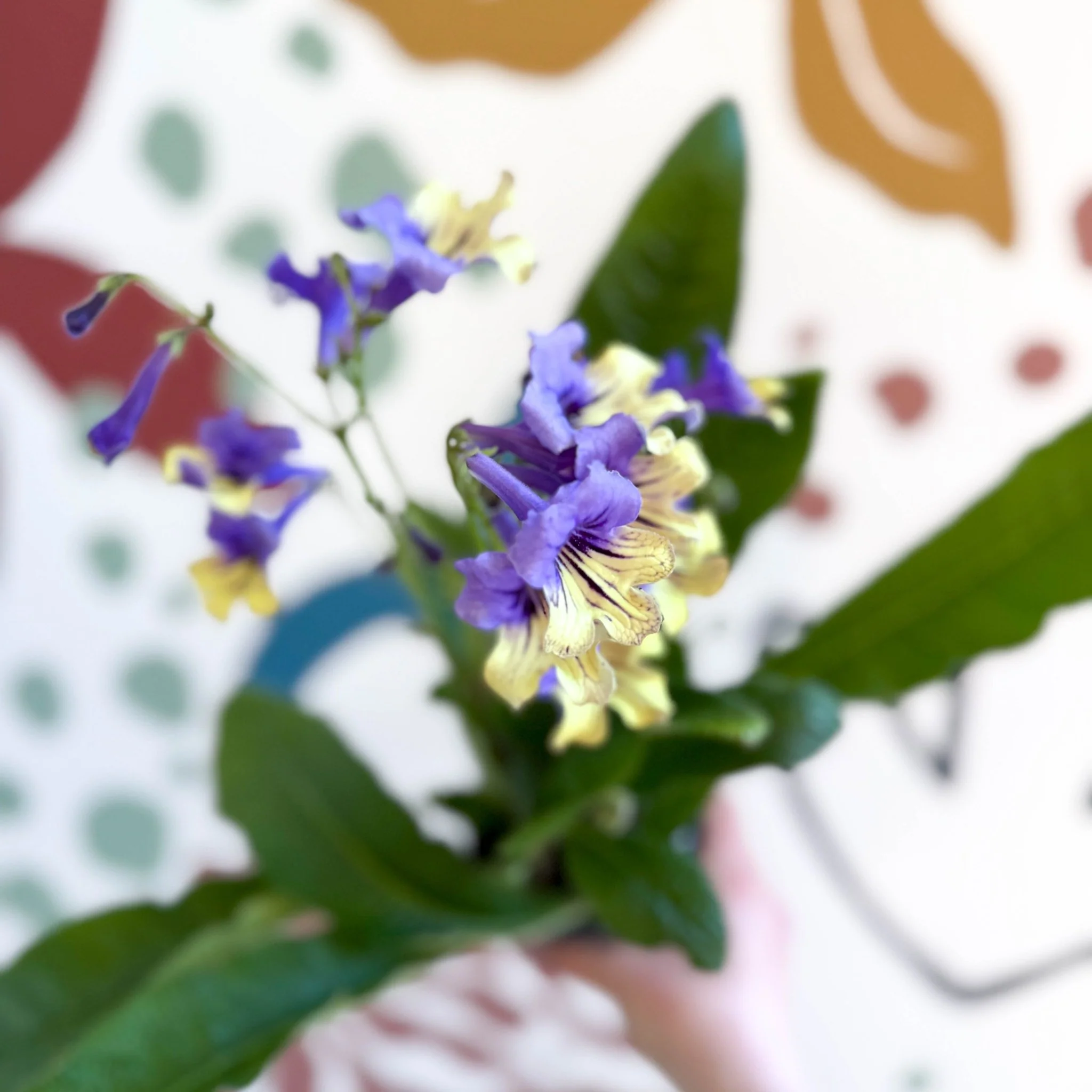 Streptocarpus ionantha 'Alexis' - Welsh Grown - Image 13