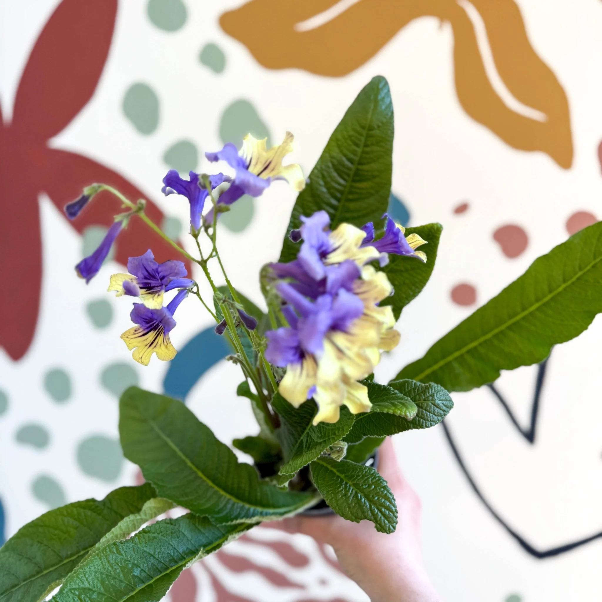 Streptocarpus ionantha 'Alexis' - Welsh Grown - Image 14