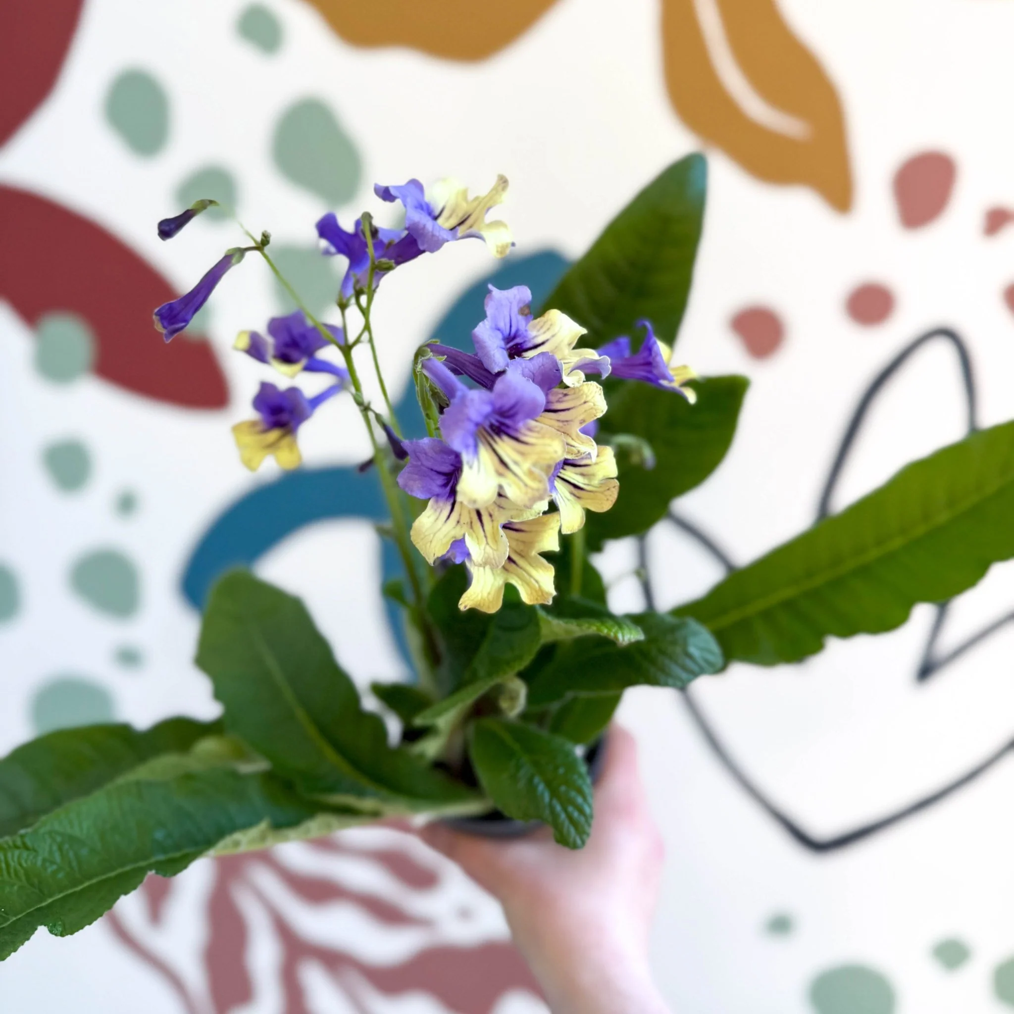 Streptocarpus ionantha 'Alexis' - Welsh Grown - Image 15