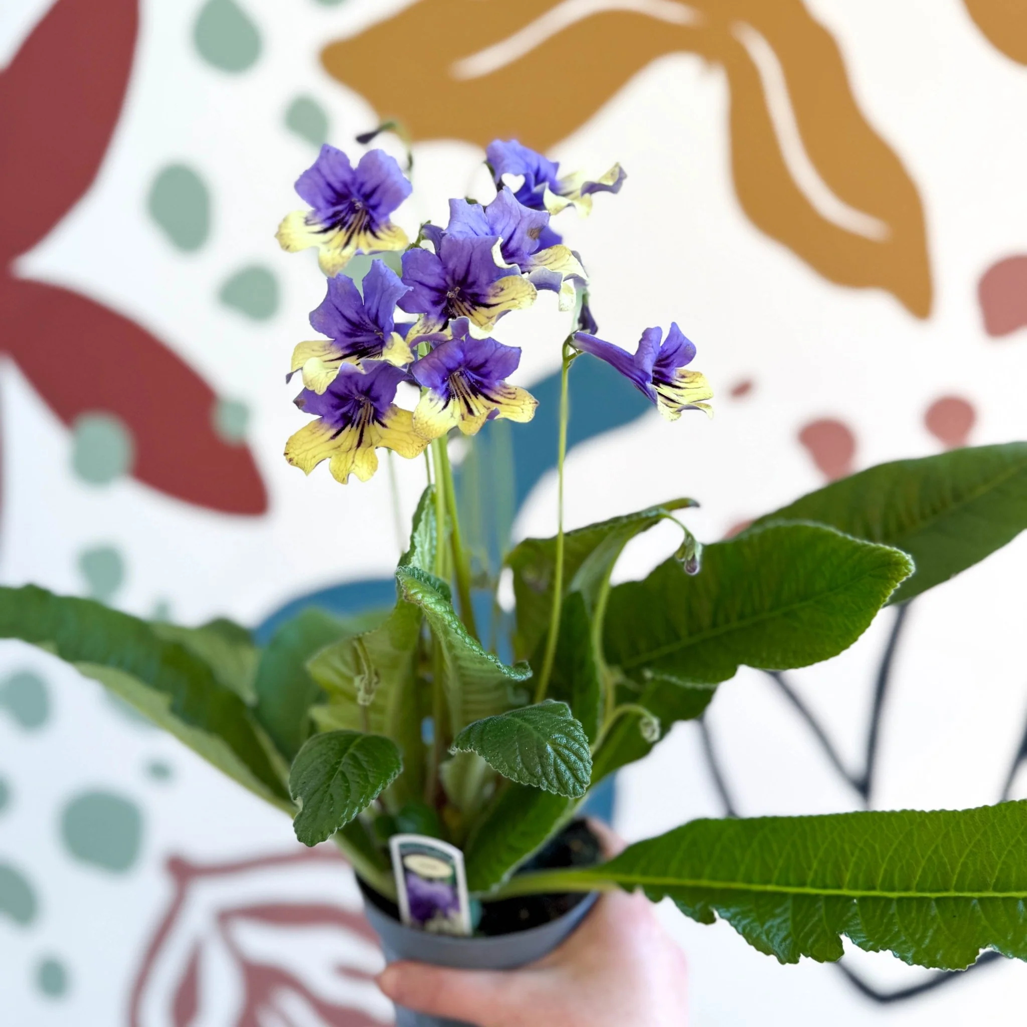 Streptocarpus ionantha 'Alexis' - Welsh Grown - Image 2