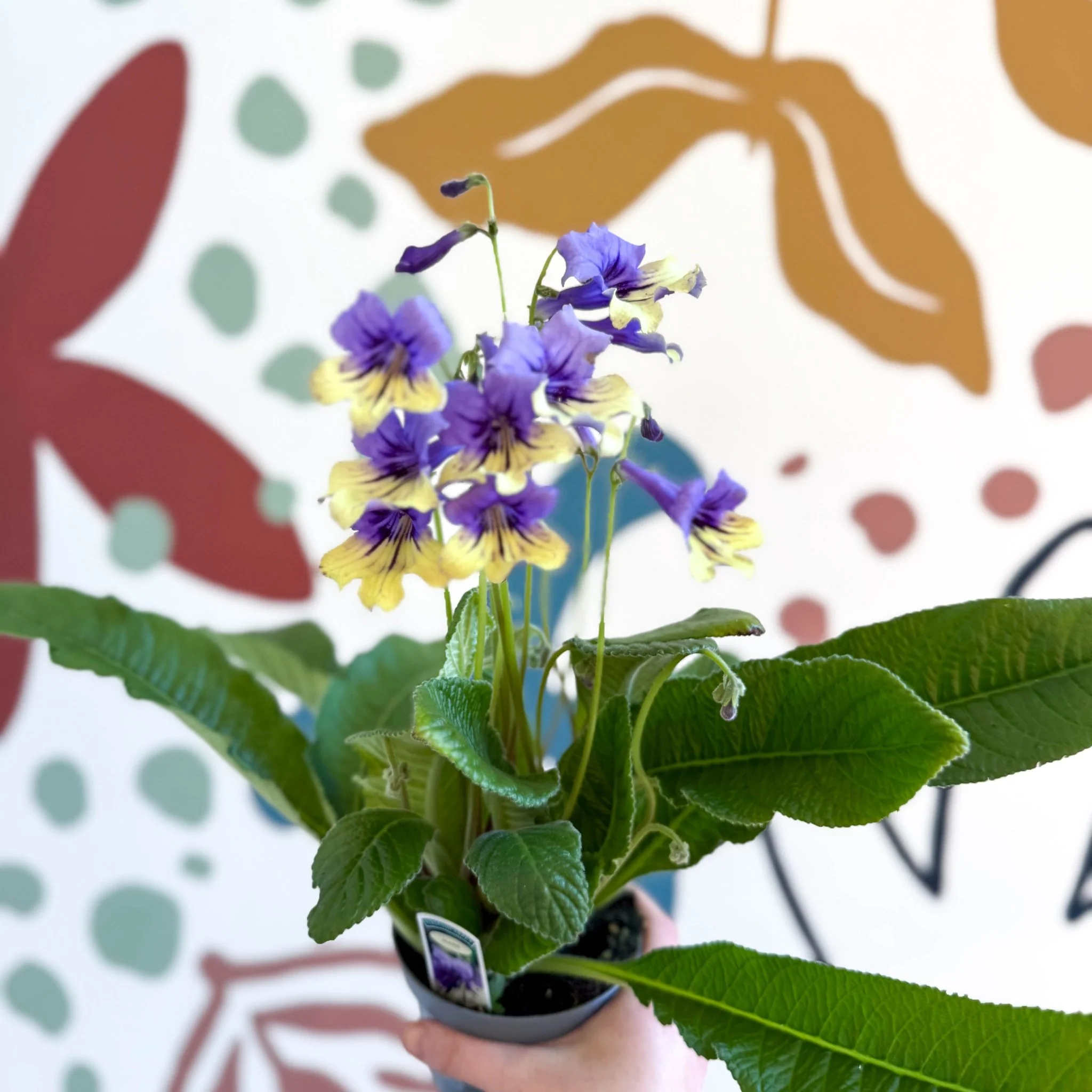 Streptocarpus ionantha 'Alexis' - Welsh Grown - Image 3