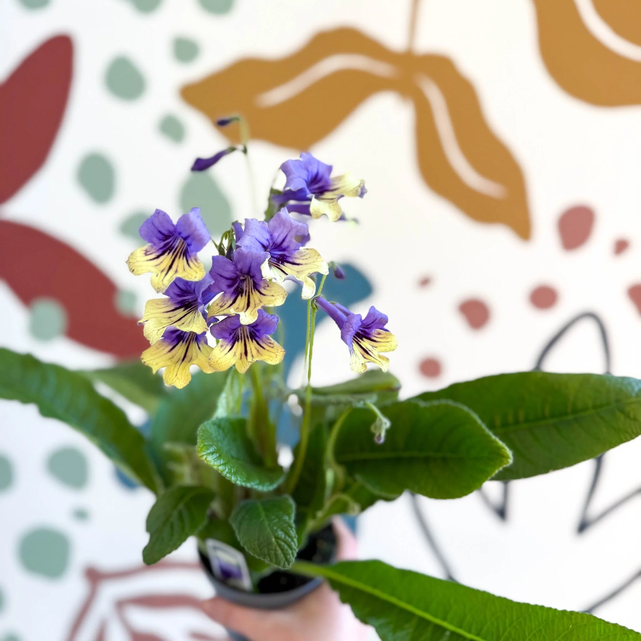 Streptocarpus ionantha 'Alexis' - Welsh Grown - Image 4