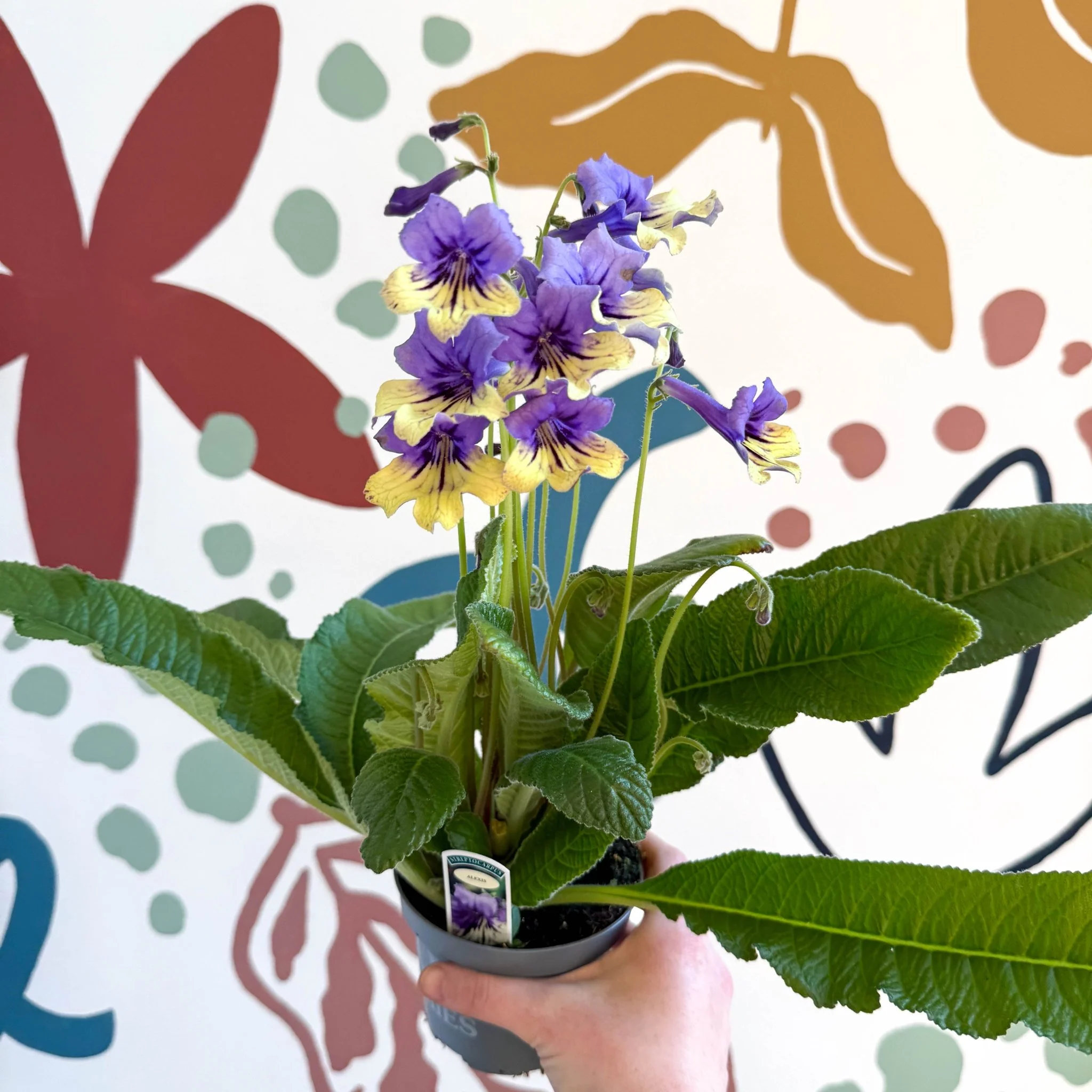 Streptocarpus ionantha 'Alexis' - Welsh Grown - Image 5