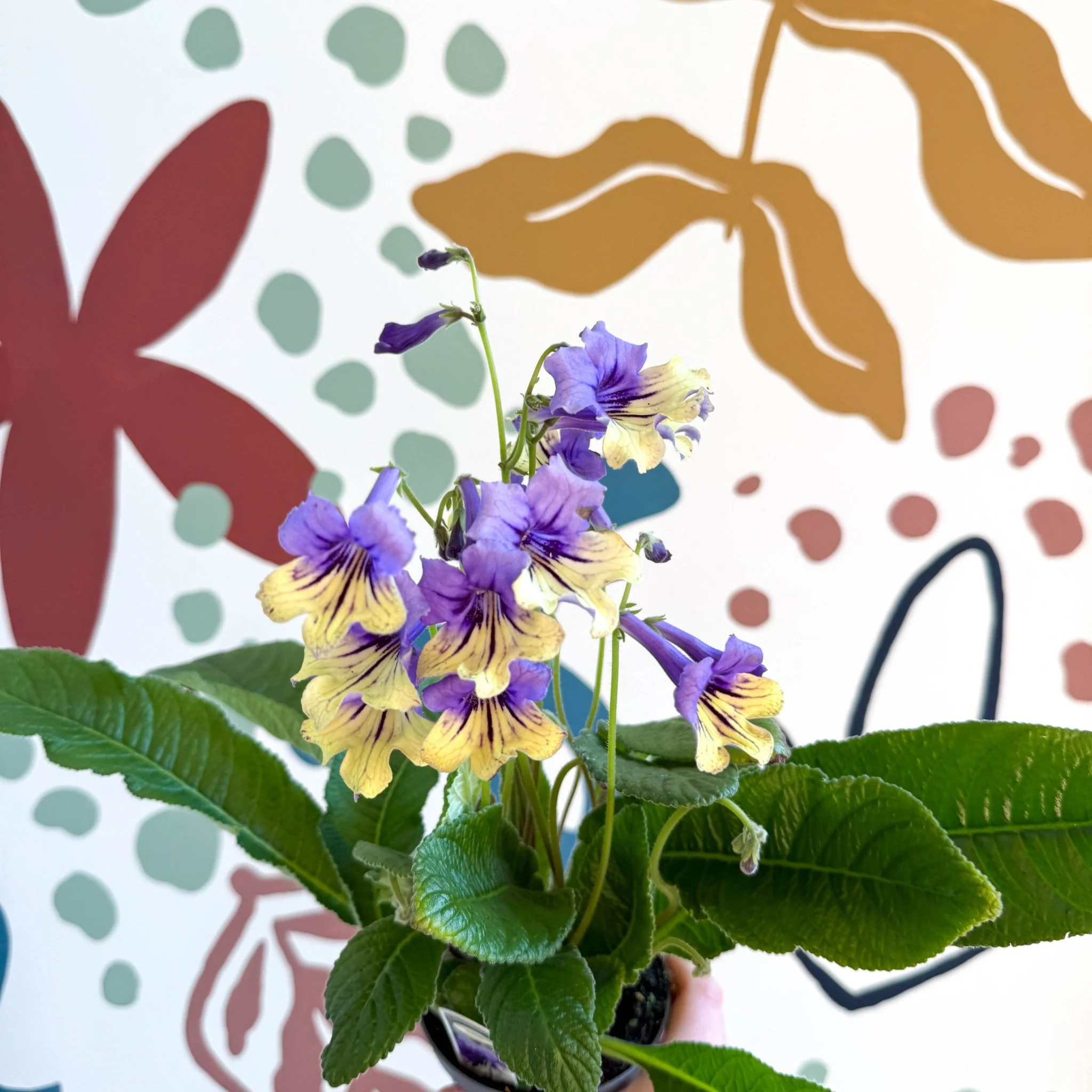 Streptocarpus ionantha 'Alexis' - Welsh Grown - Image 6