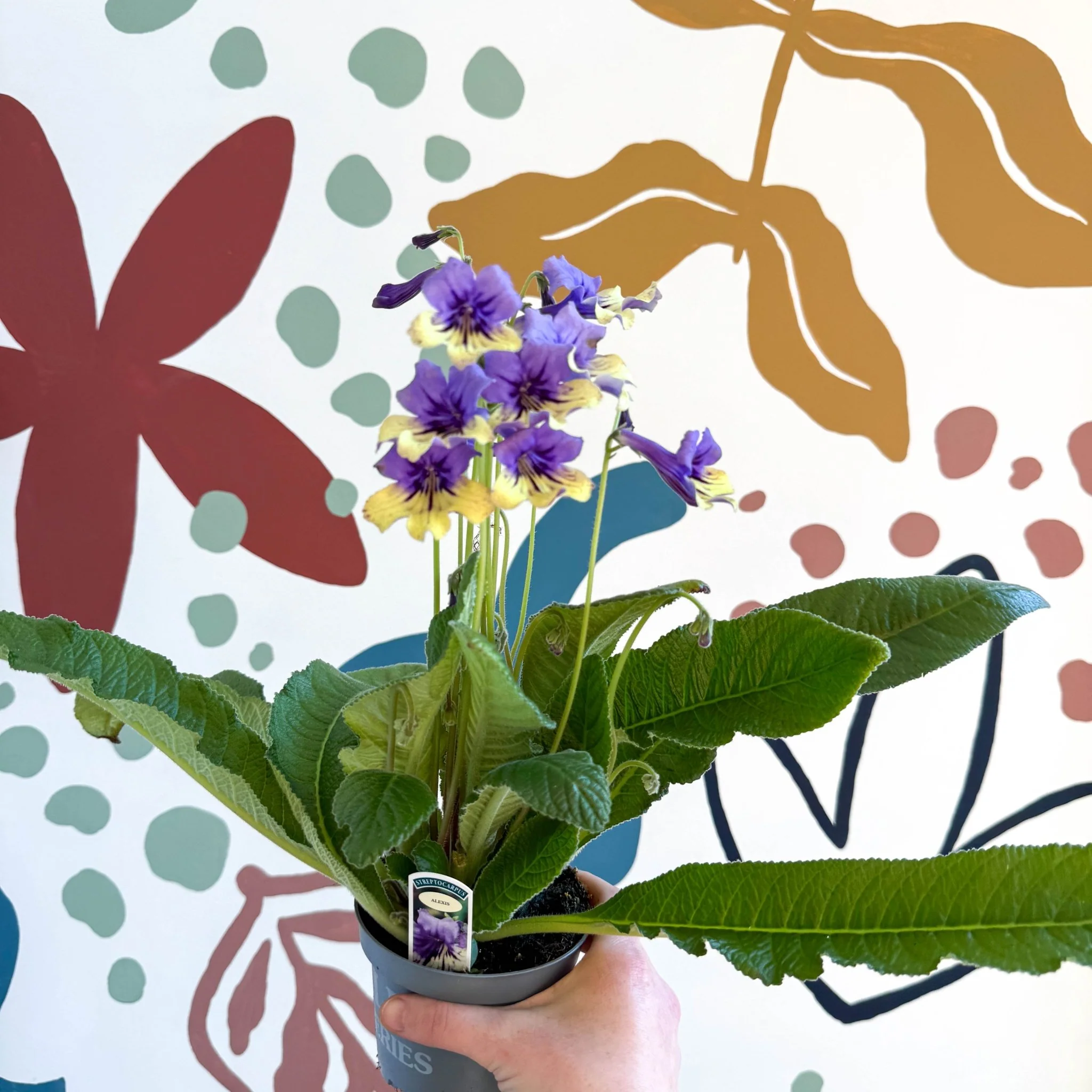 Streptocarpus ionantha 'Alexis' - Welsh Grown - Image 7