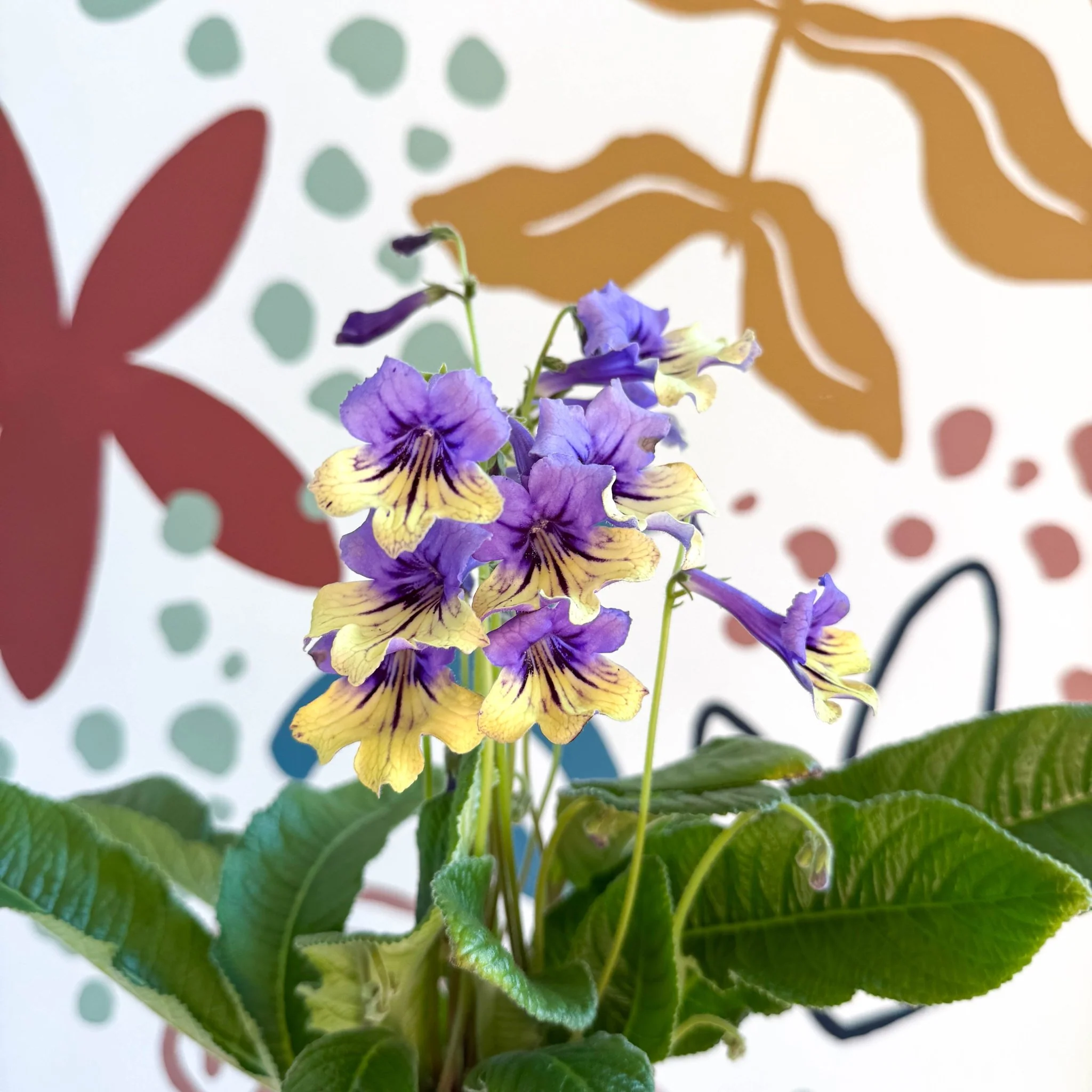 Streptocarpus ionantha 'Alexis' - Welsh Grown - Image 8