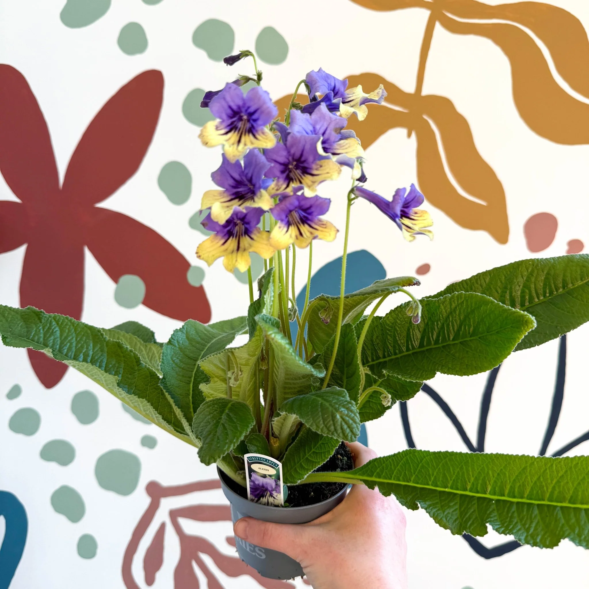 Streptocarpus ionantha 'Alexis' - Welsh Grown - Image 9