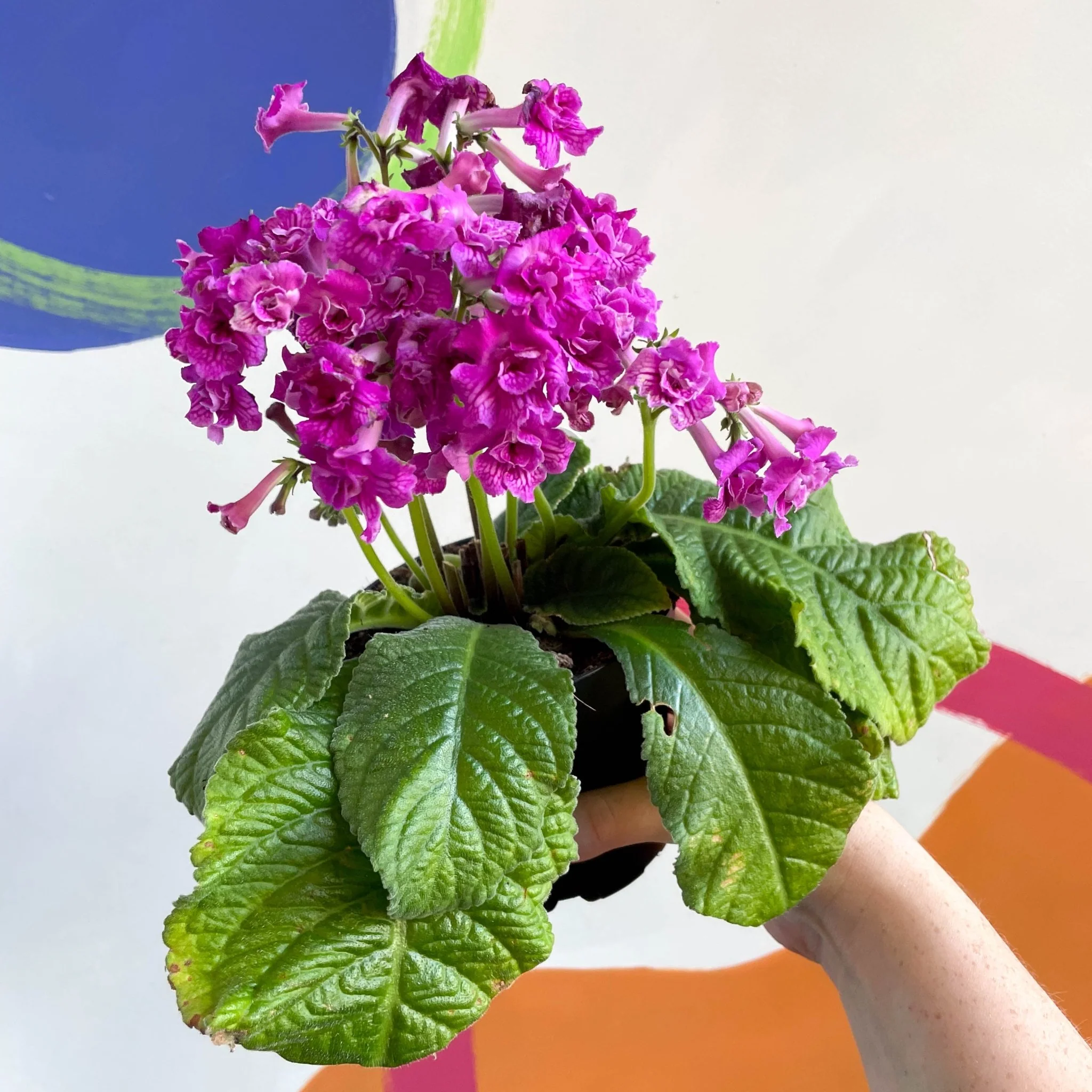 Streptocarpus ionantha 'Angie' - Welsh Grown