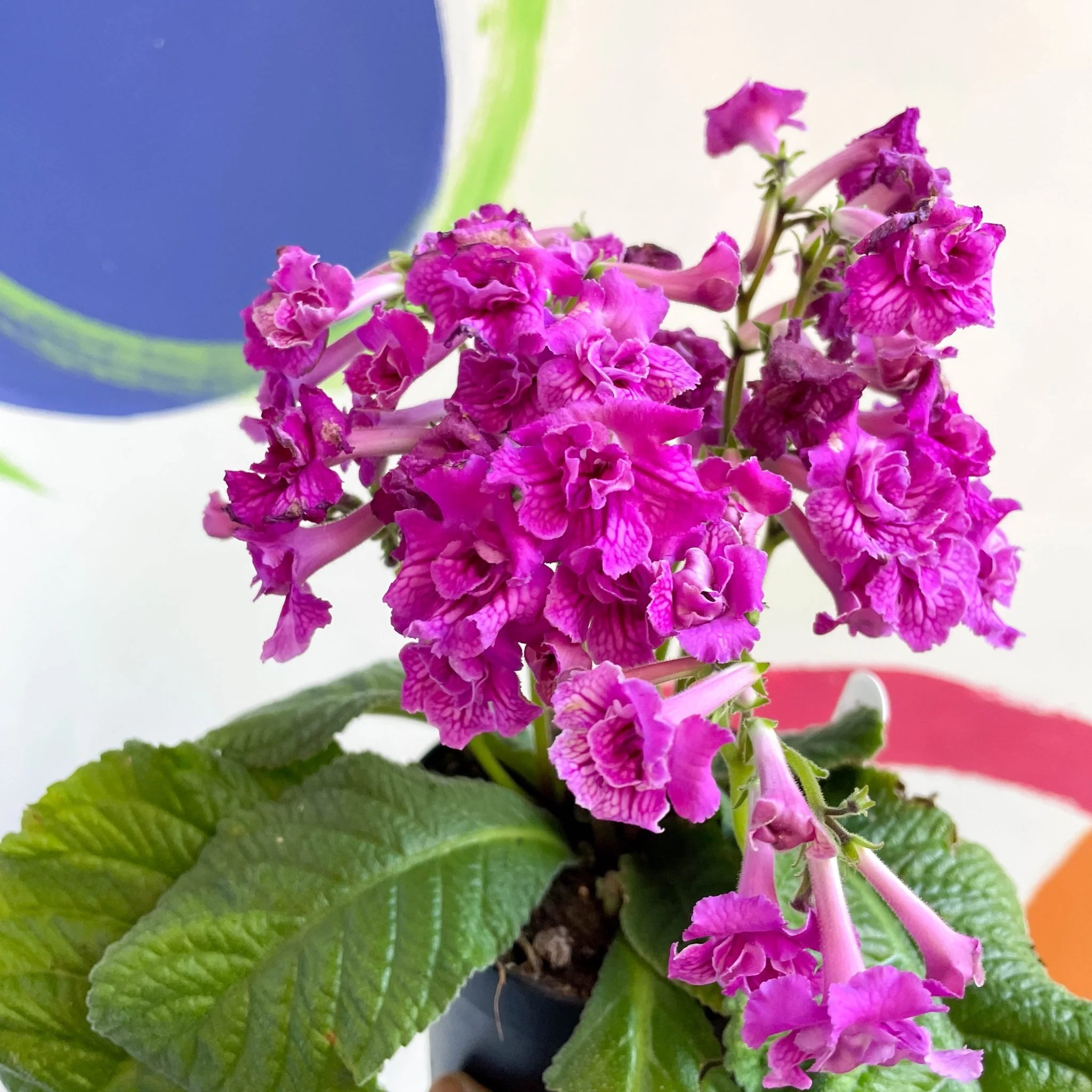 Streptocarpus ionantha 'Angie' - Welsh Grown - Image 2