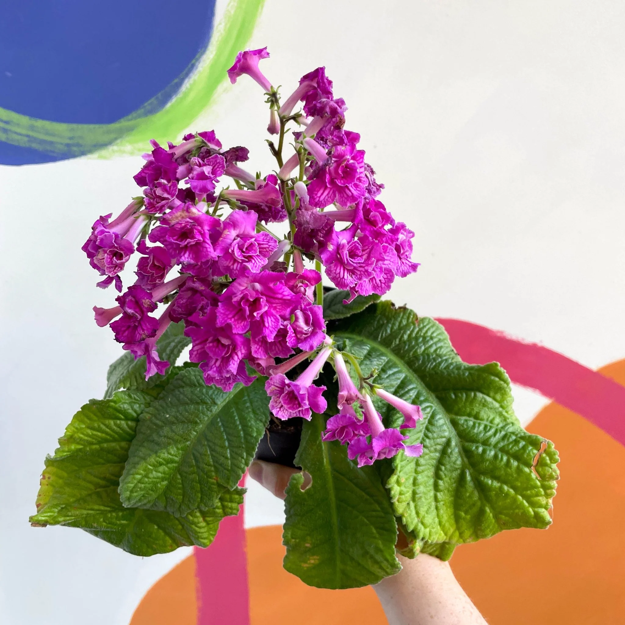 Streptocarpus ionantha 'Angie' - Welsh Grown - Image 3