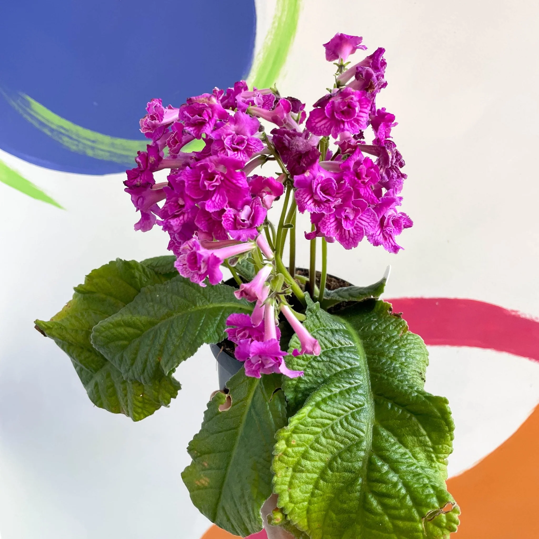 Streptocarpus ionantha 'Angie' - Welsh Grown - Image 4