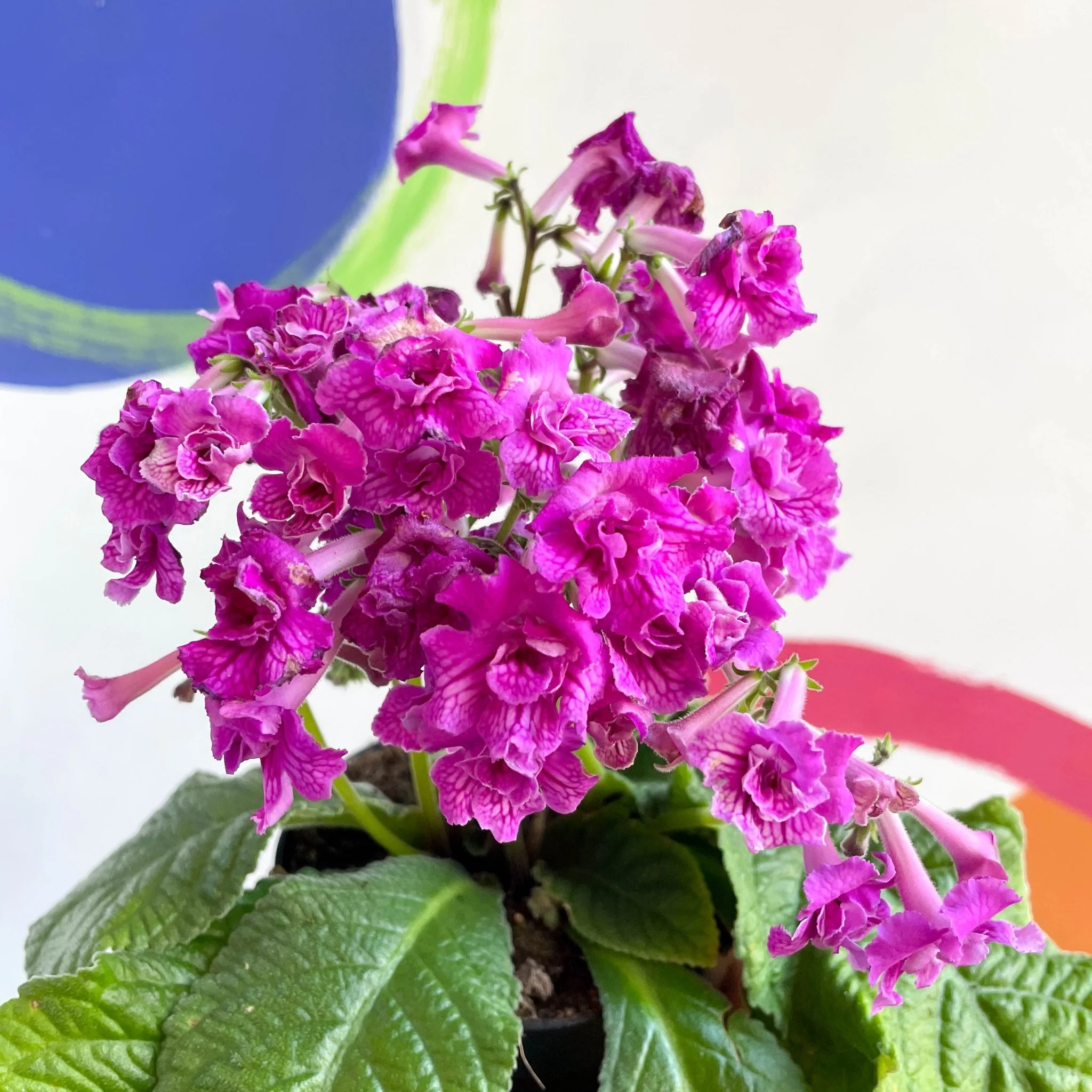 Streptocarpus ionantha 'Angie' - Welsh Grown - Image 5