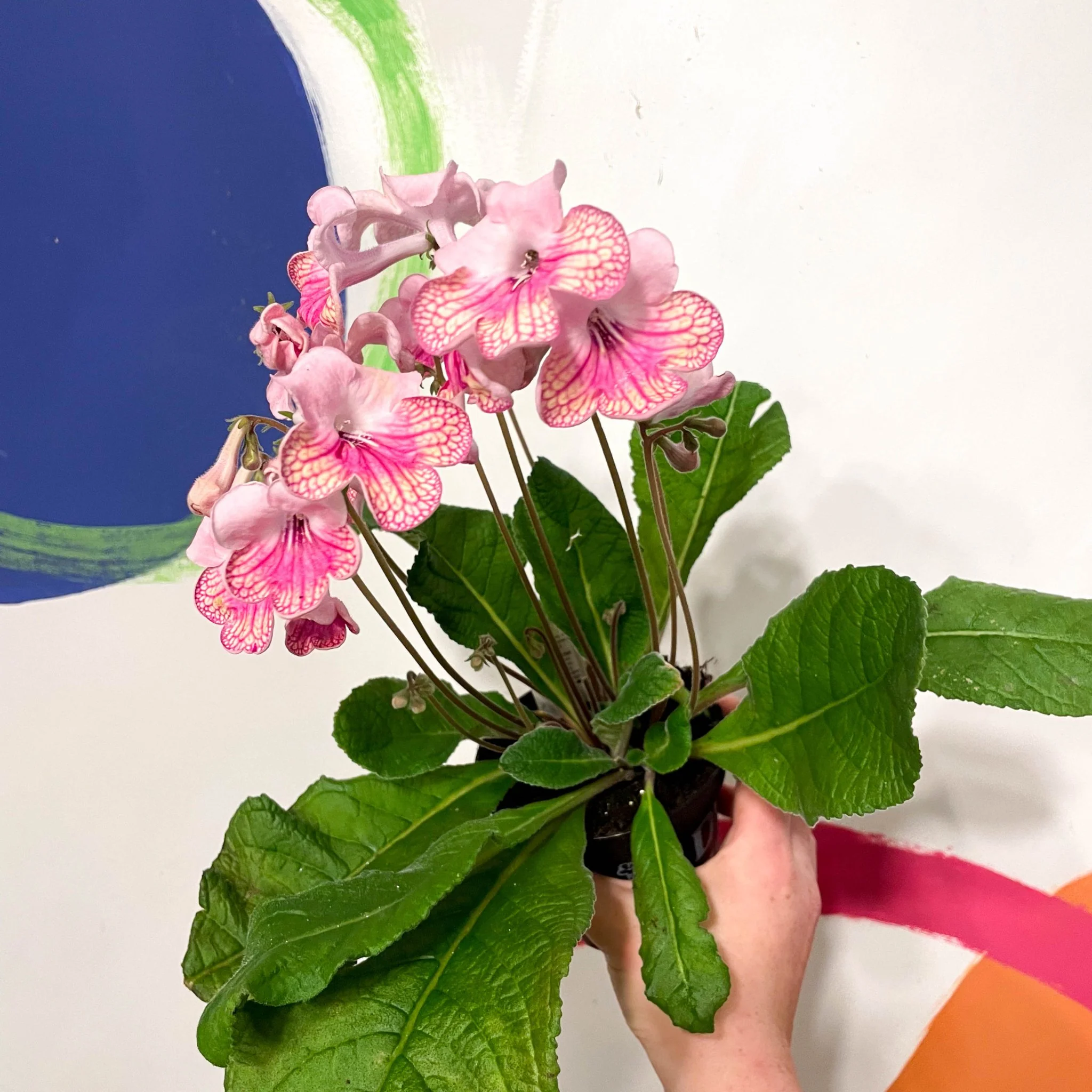 Streptocarpus ionantha 'Bella' - Welsh Grown