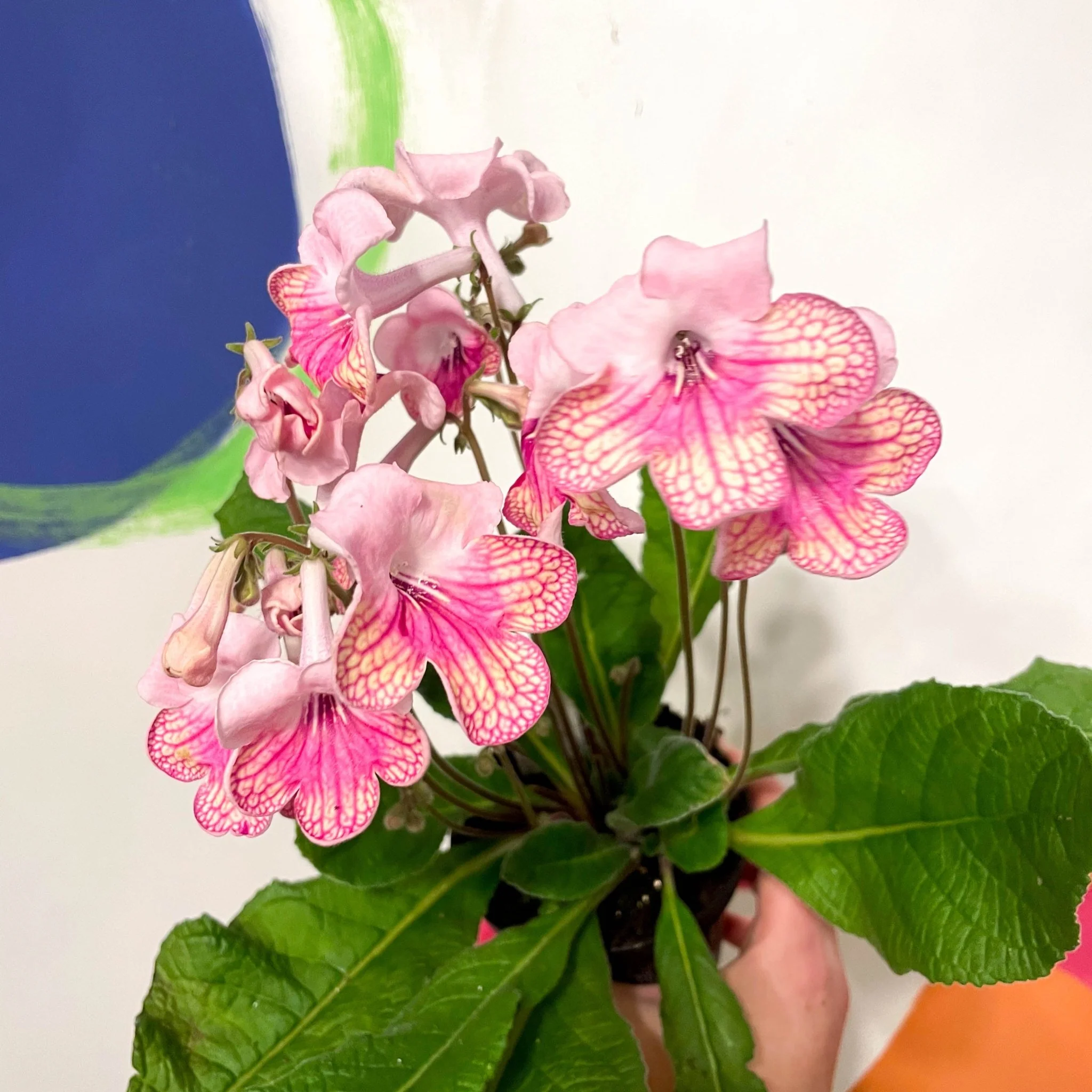 Streptocarpus ionantha 'Bella' - Welsh Grown - Image 2