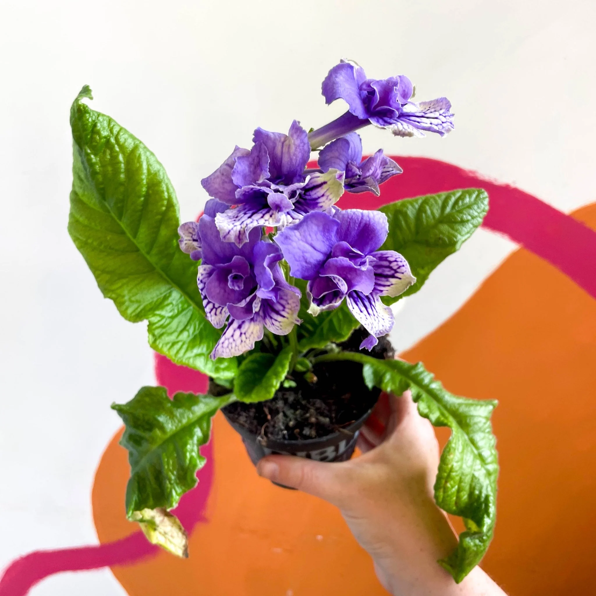 Streptocarpus ionantha 'Blue Frills' - Welsh Grown