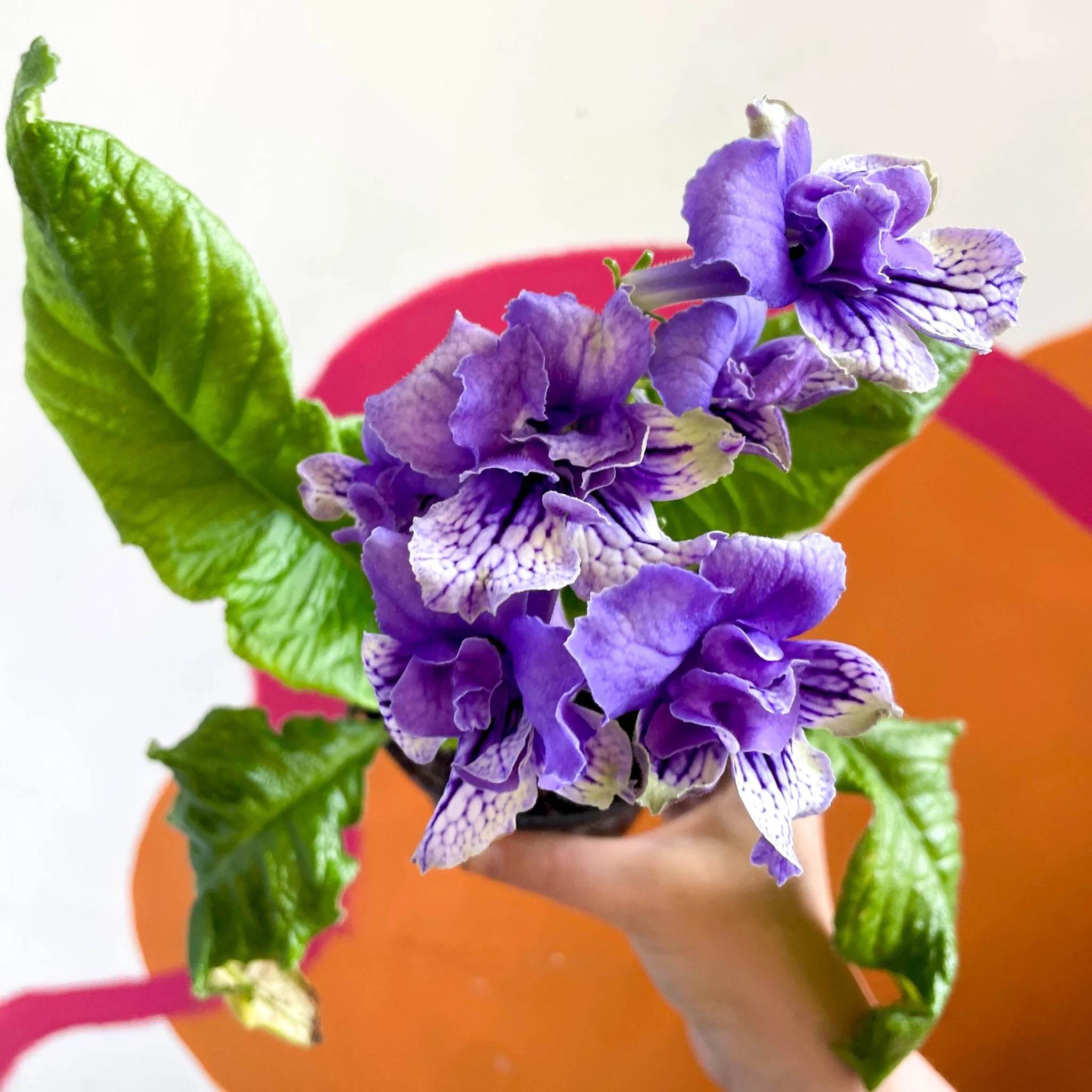 Streptocarpus ionantha 'Blue Frills' - Welsh Grown - Image 2