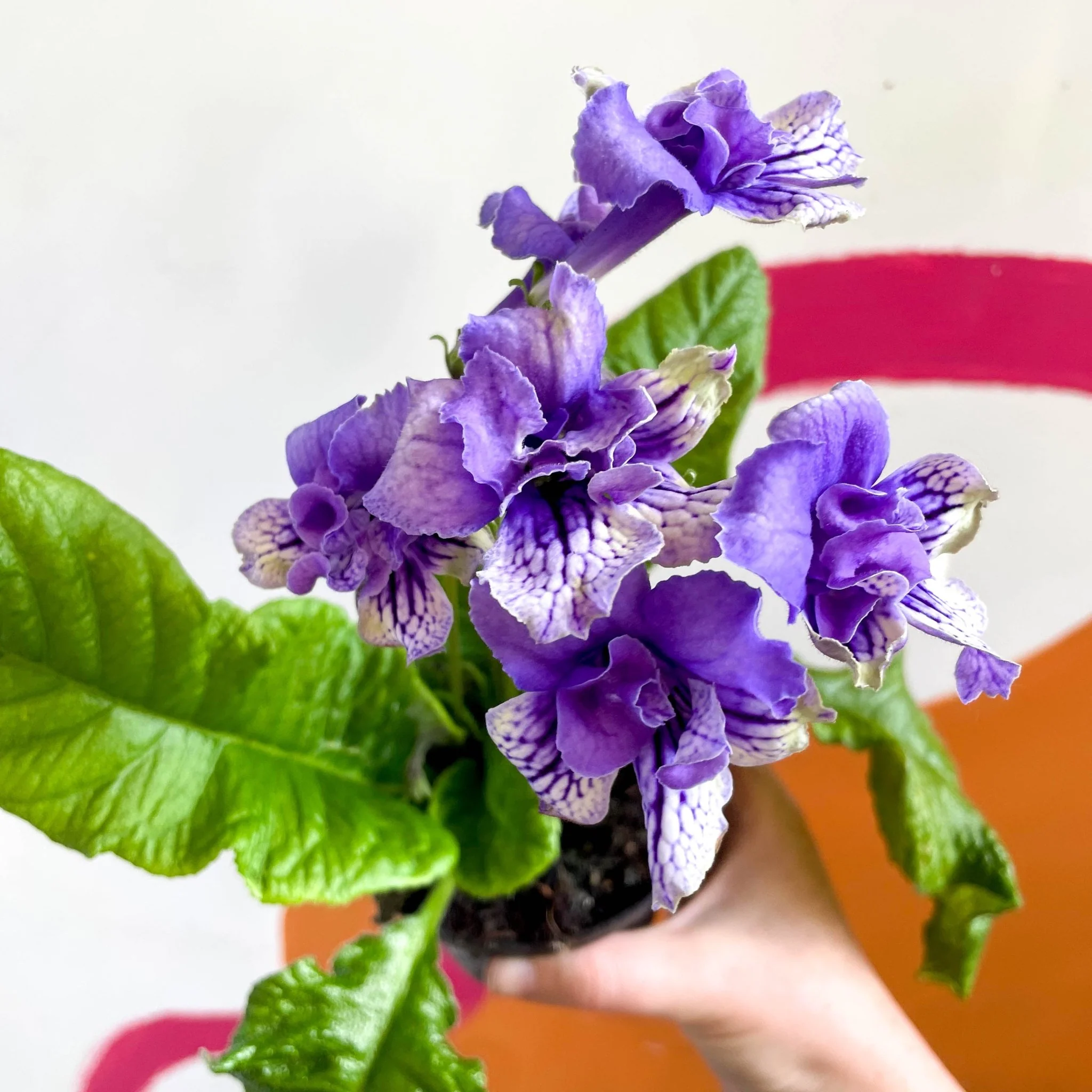 Streptocarpus ionantha 'Blue Frills' - Welsh Grown - Image 3