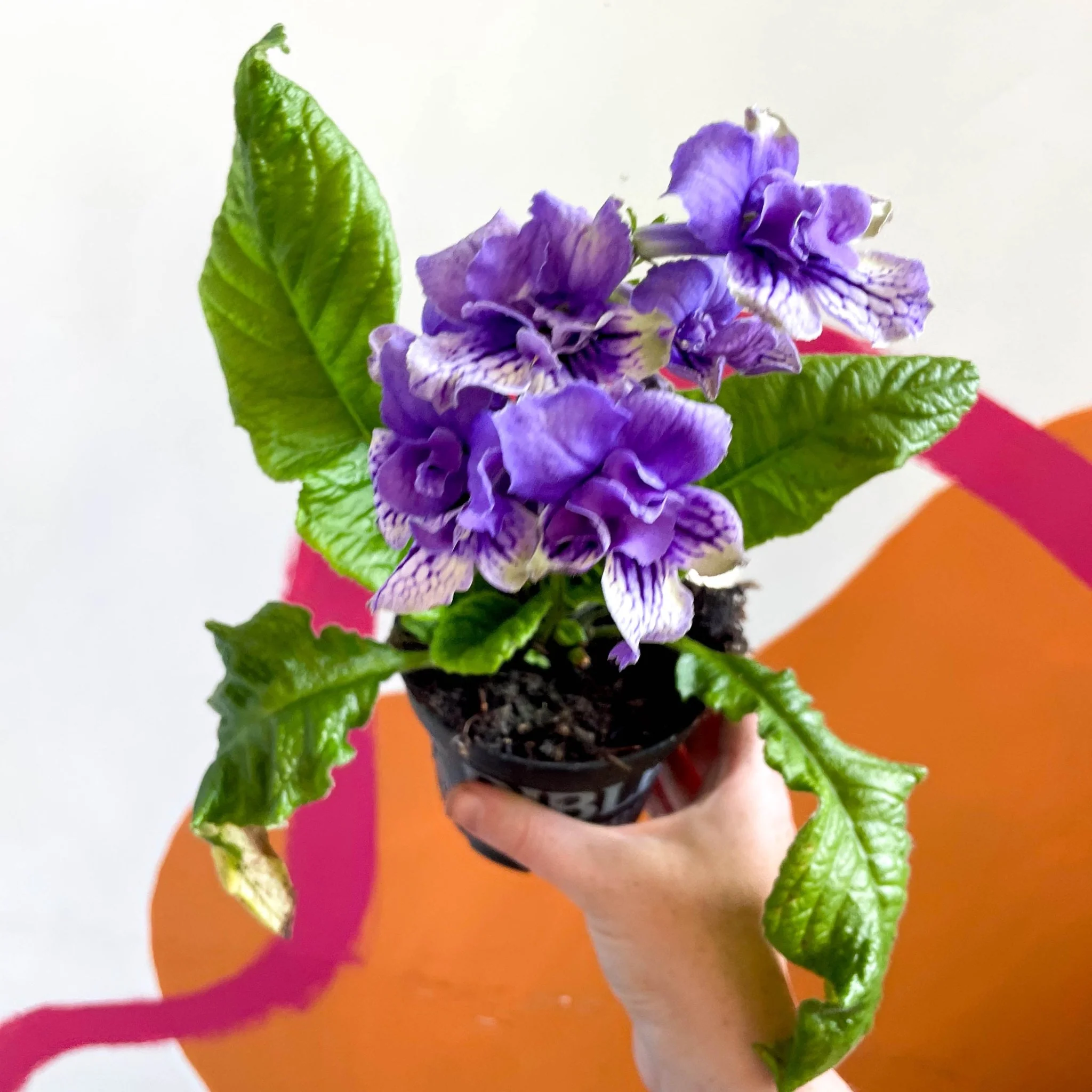 Streptocarpus ionantha 'Blue Frills' - Welsh Grown - Image 4