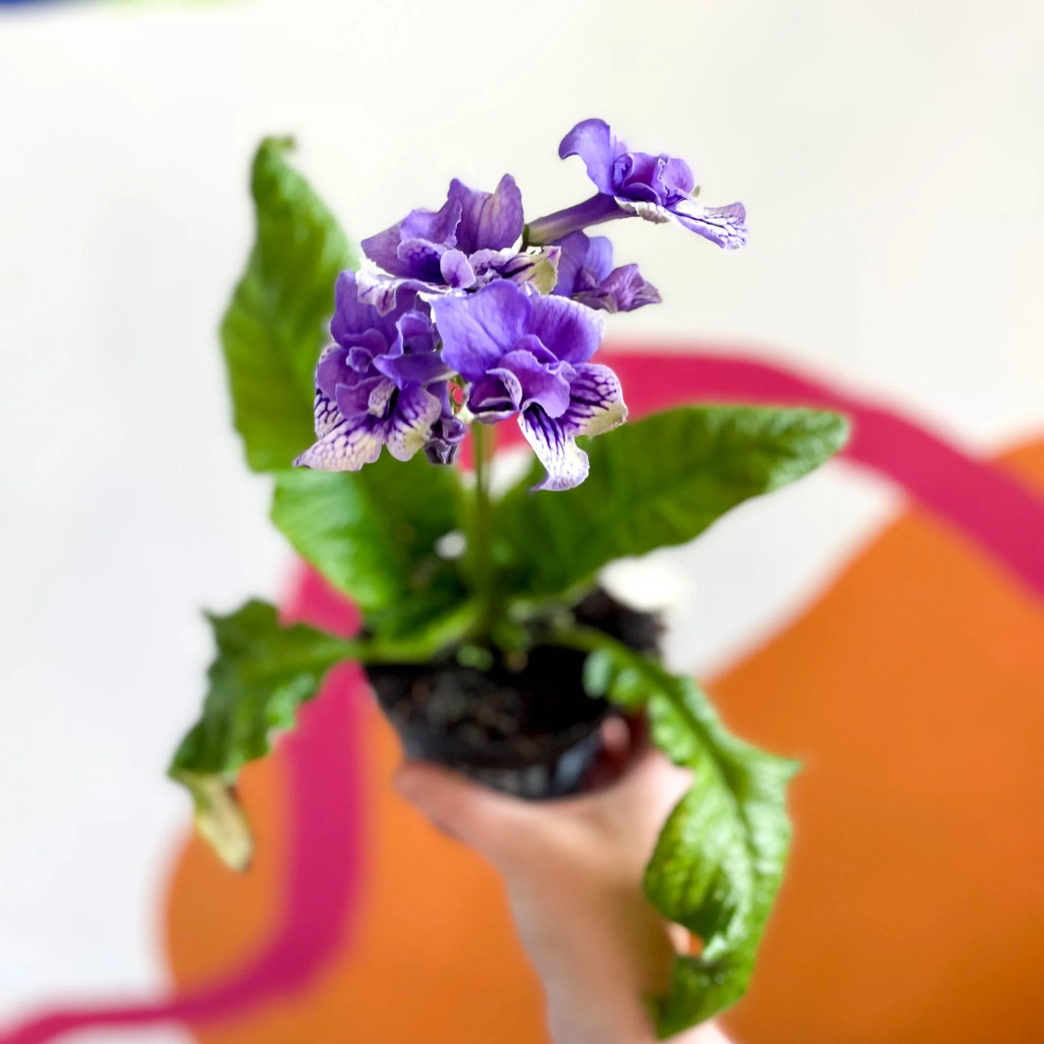 Streptocarpus ionantha 'Blue Frills' - Welsh Grown - Image 5