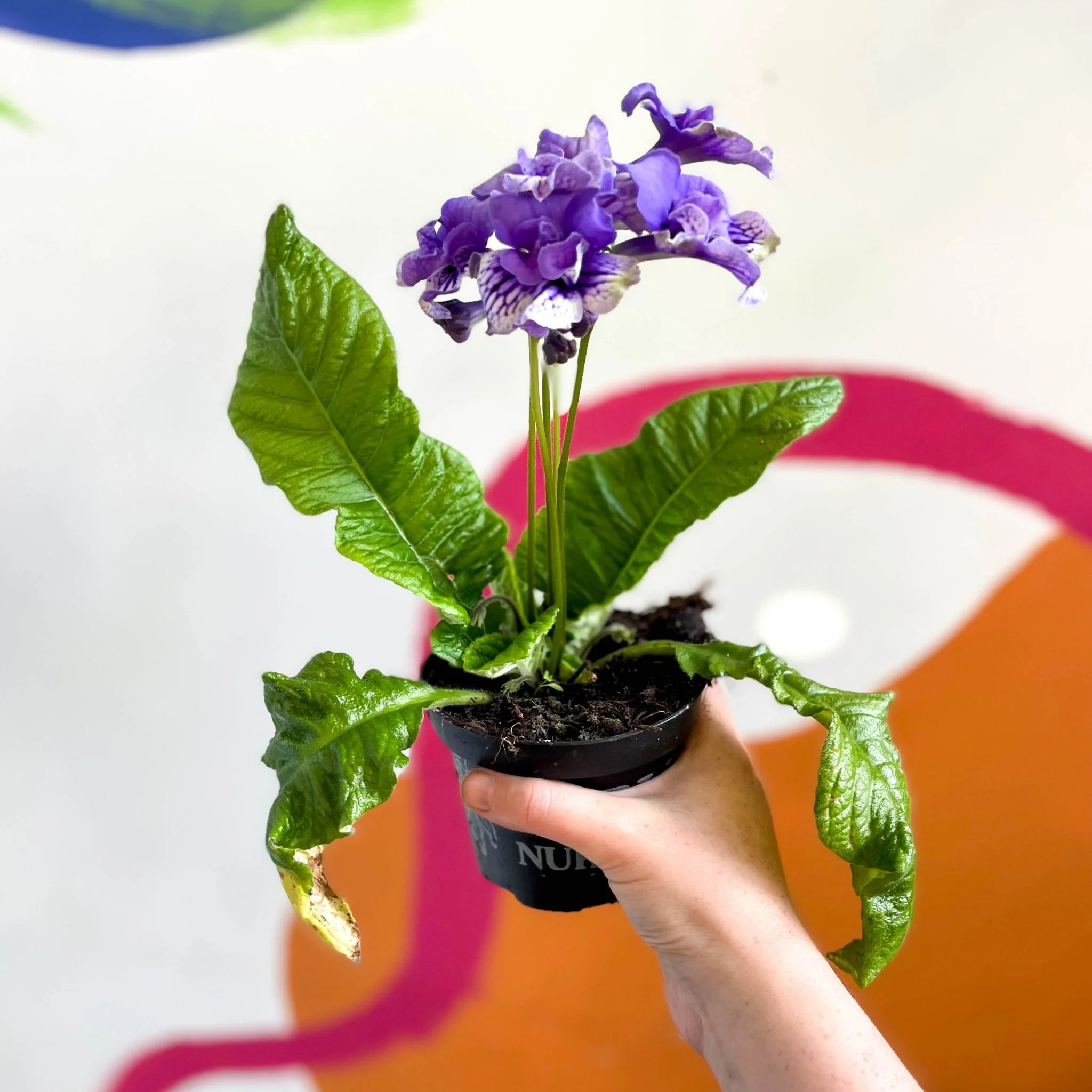 Streptocarpus ionantha 'Blue Frills' - Welsh Grown - Image 6