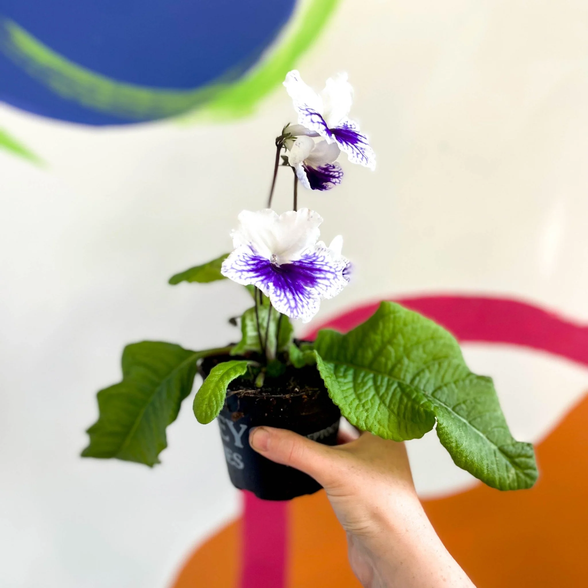 Streptocarpus ionantha 'Blue Leyla' - Welsh Grown
