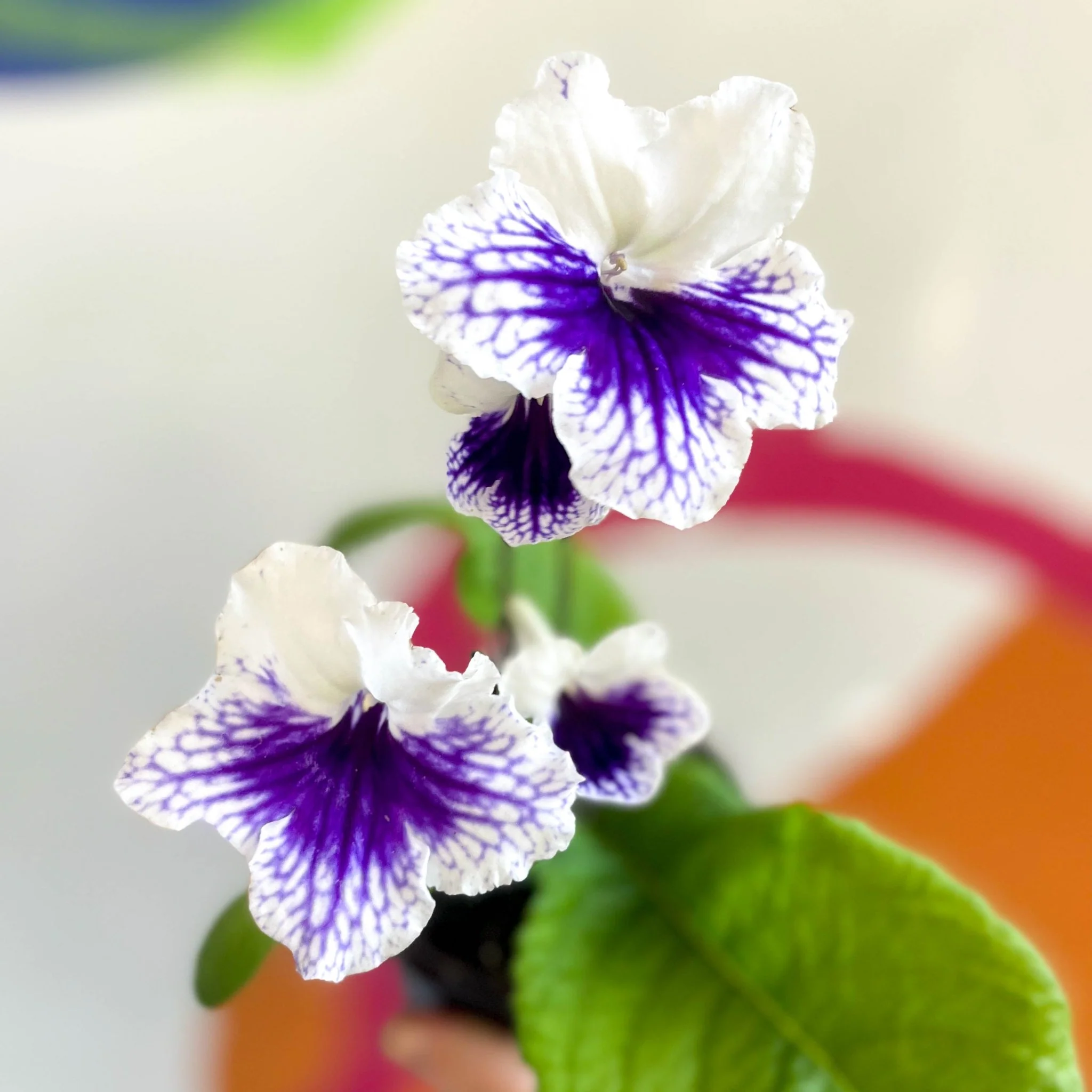 Streptocarpus ionantha 'Blue Leyla' - Welsh Grown - Image 2