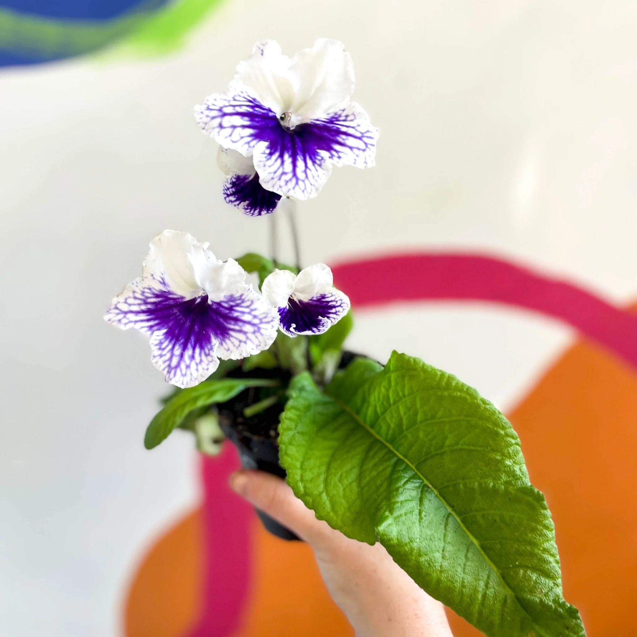 Streptocarpus ionantha 'Blue Leyla' - Welsh Grown - Image 3