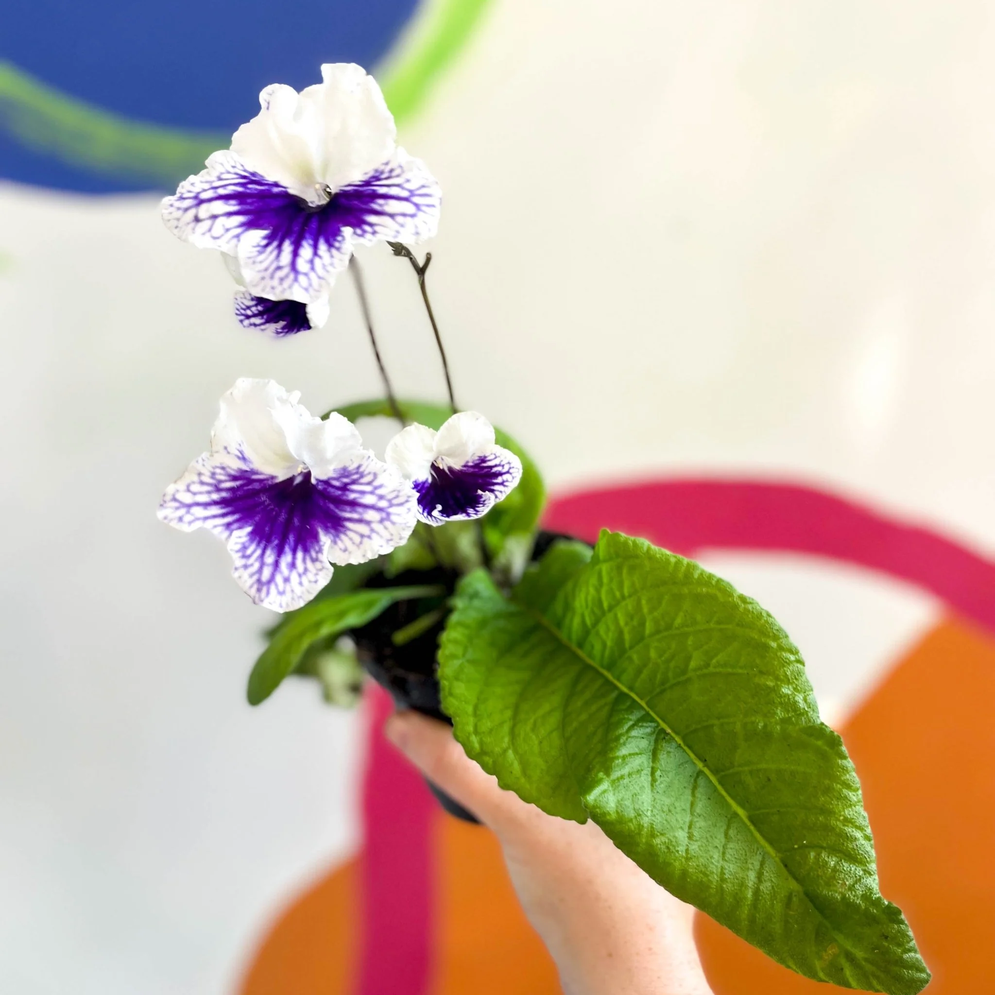 Streptocarpus ionantha 'Blue Leyla' - Welsh Grown - Image 4