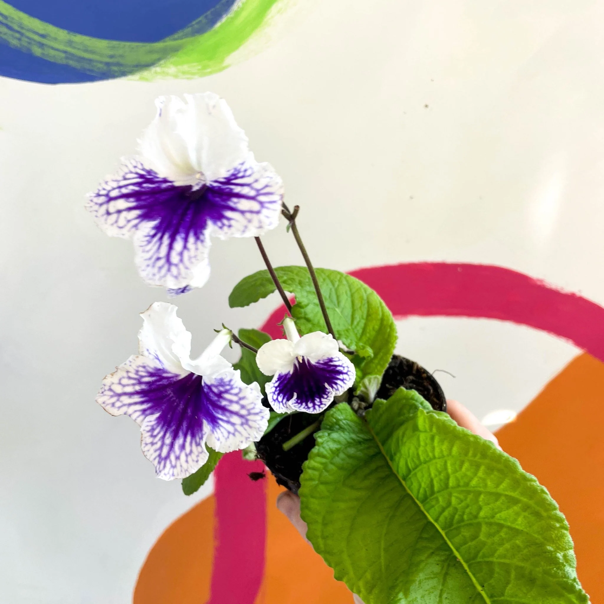 Streptocarpus ionantha 'Blue Leyla' - Welsh Grown - Image 5