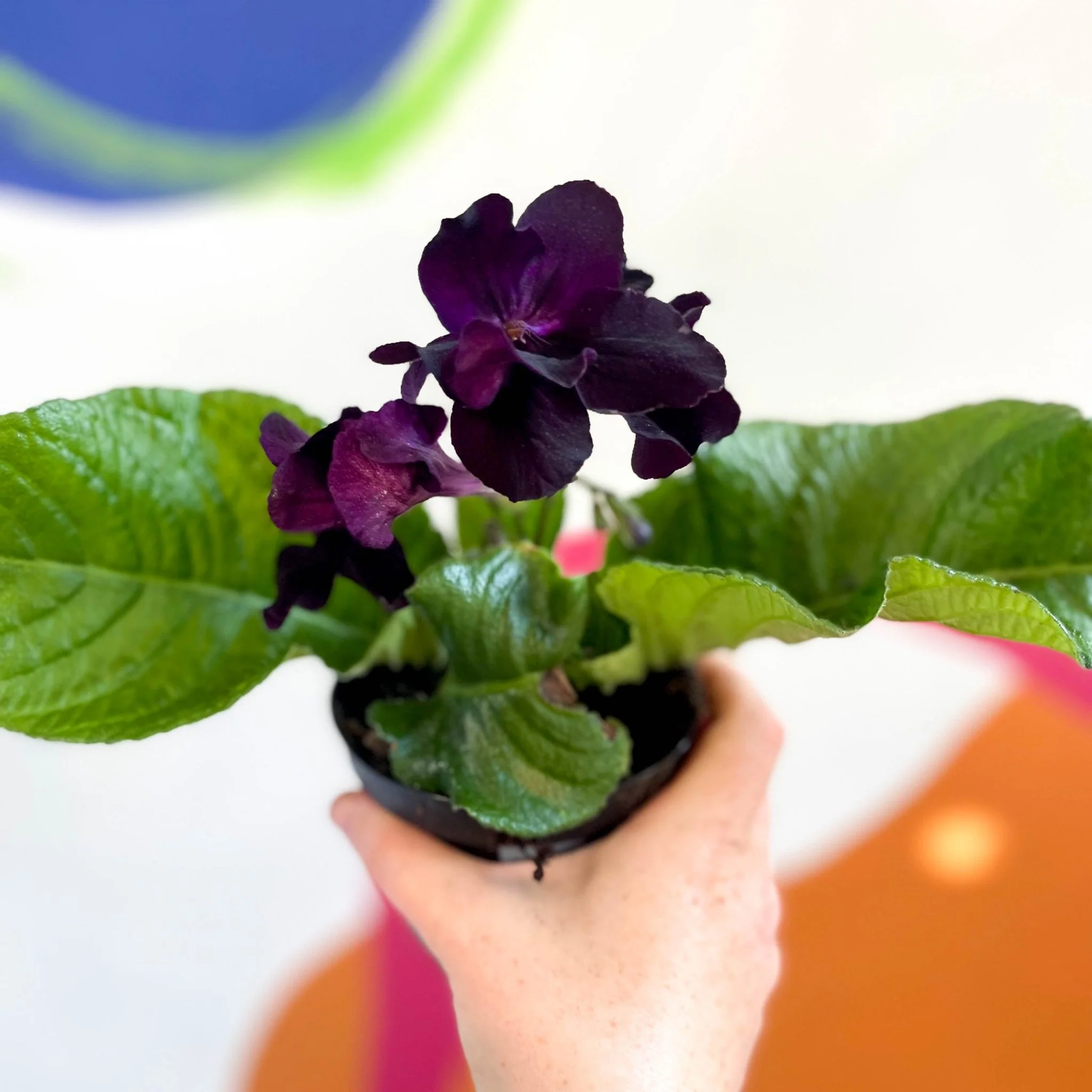Streptocarpus ionantha 'Bristol's Black Bird' - Welsh Grown - Image 7