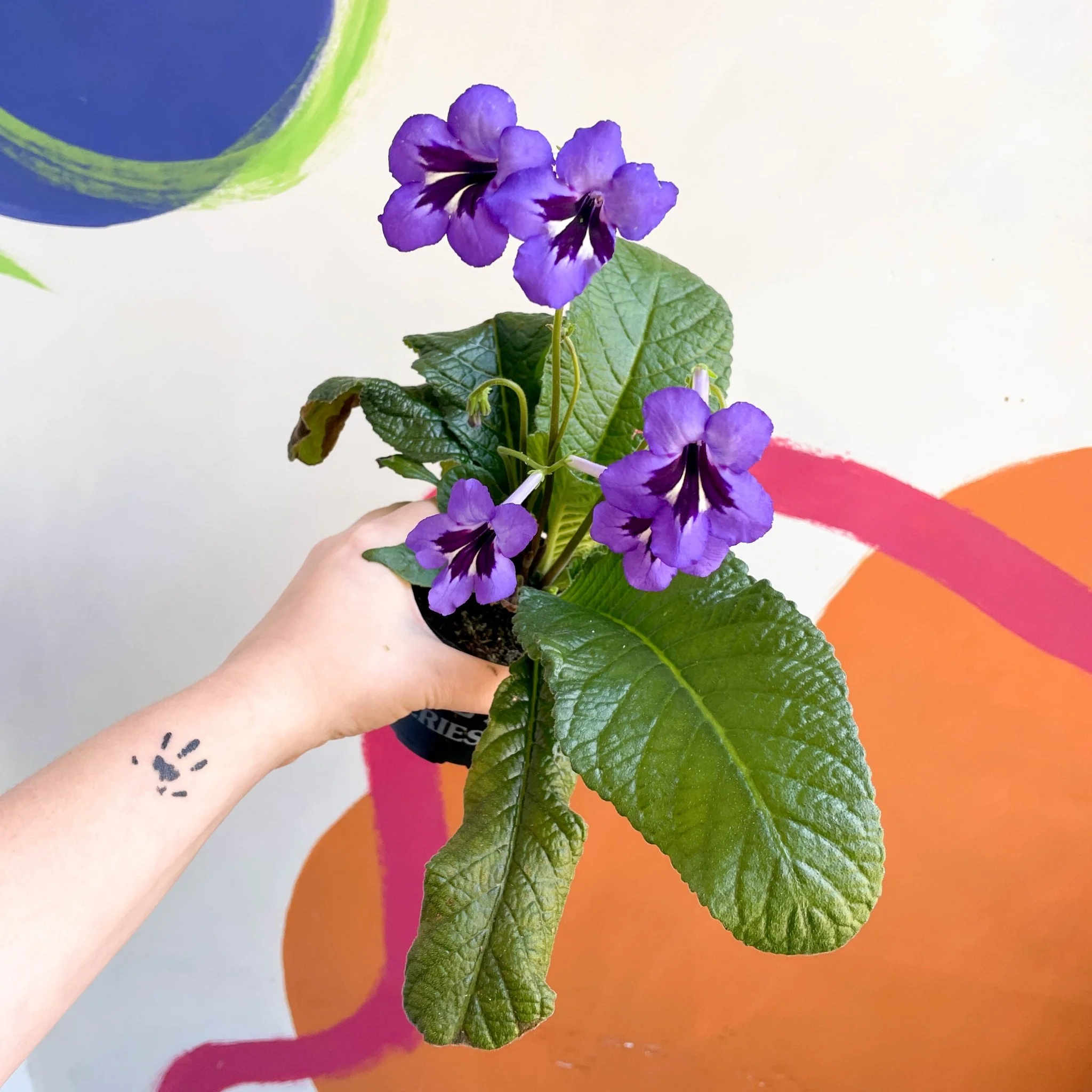 Streptocarpus ionantha 'Cappuccino' - Welsh Grown