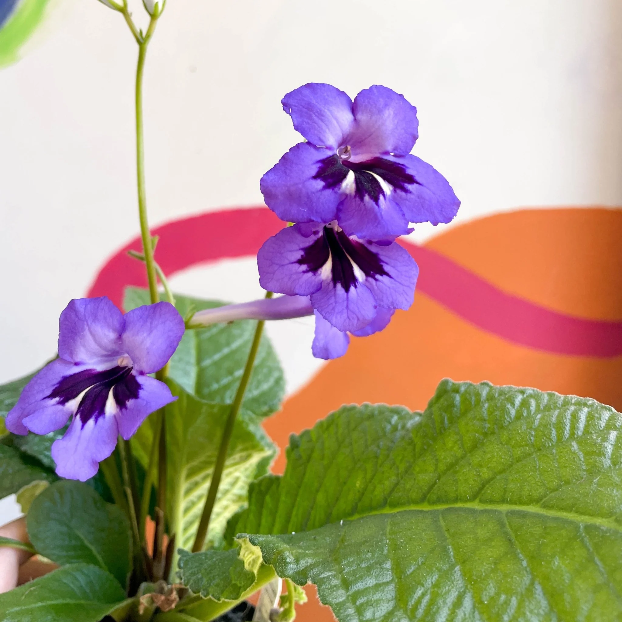 Streptocarpus ionantha 'Cappuccino' - Welsh Grown - Image 2
