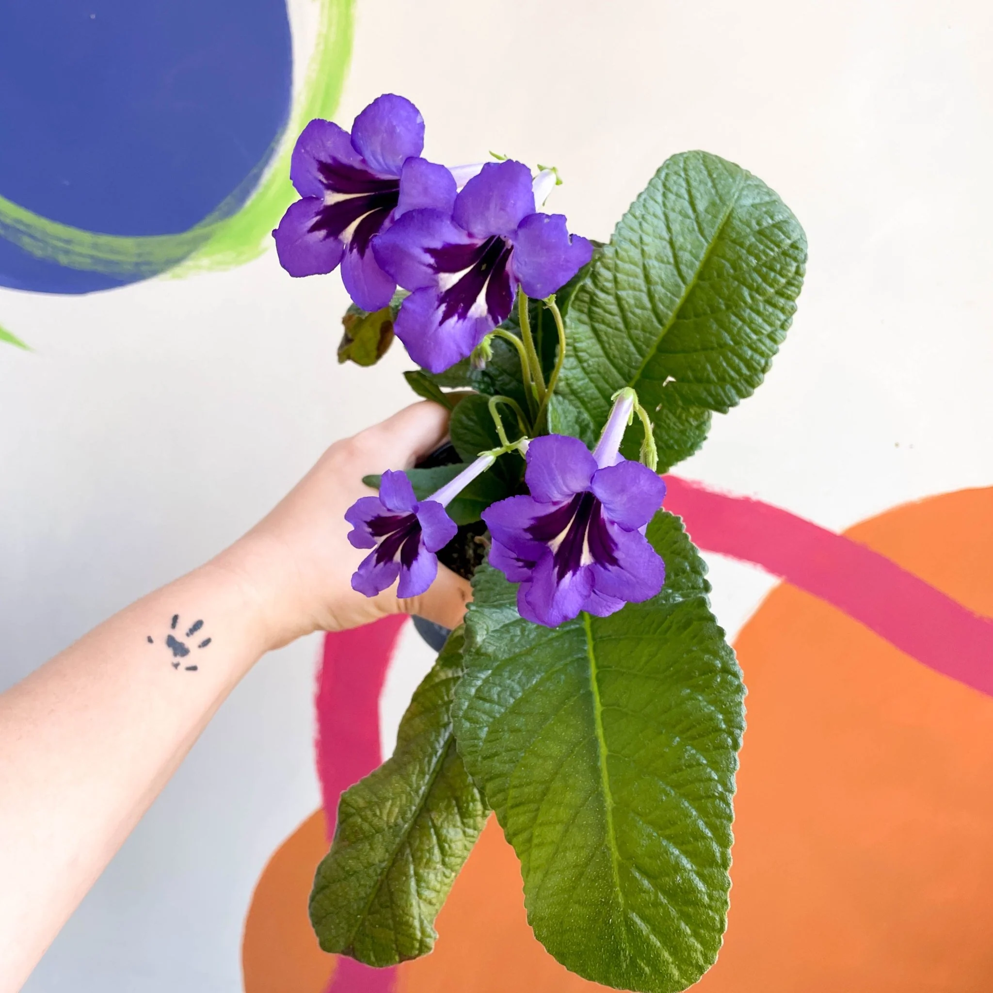 Streptocarpus ionantha 'Cappuccino' - Welsh Grown - Image 3