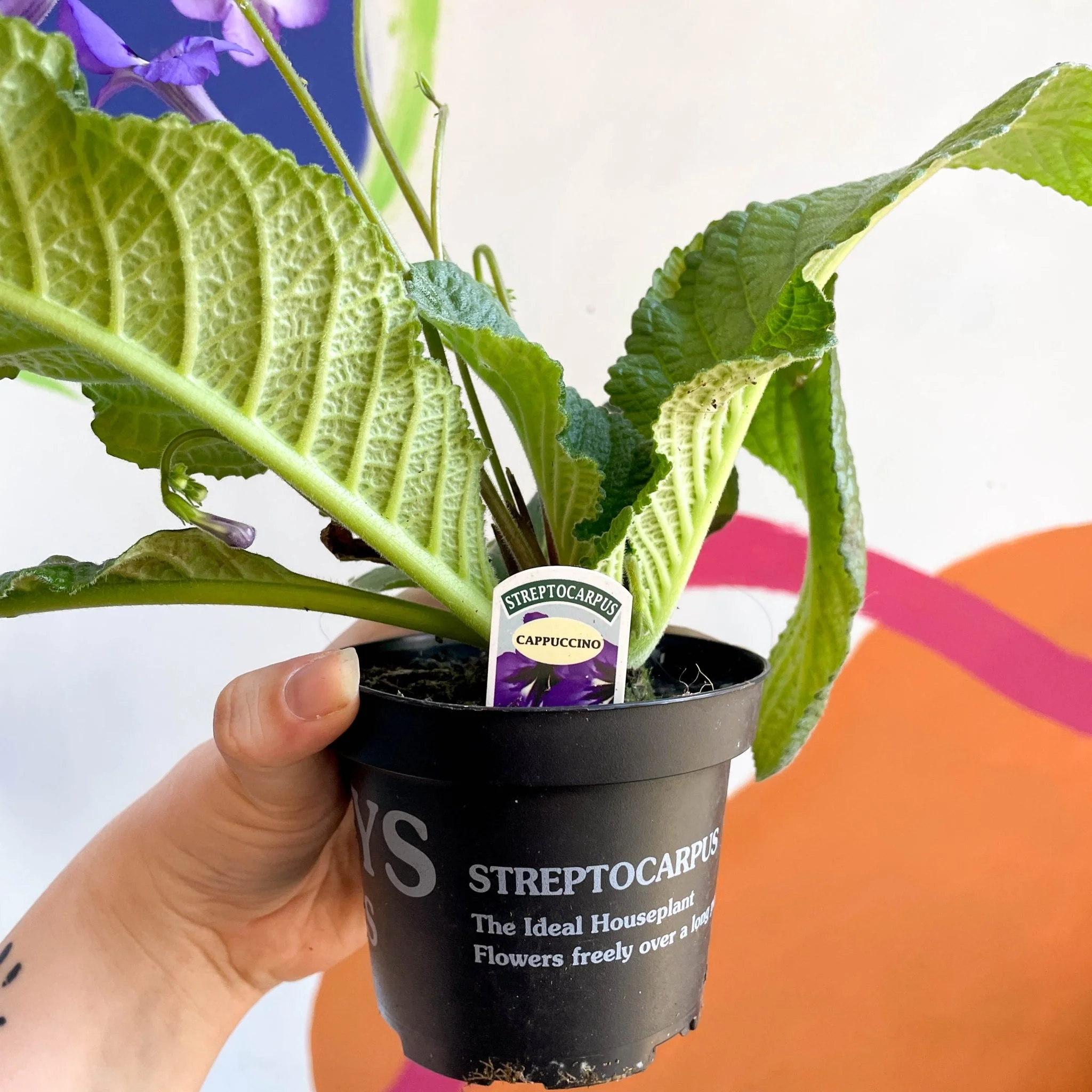 Streptocarpus ionantha 'Cappuccino' - Welsh Grown - Image 4